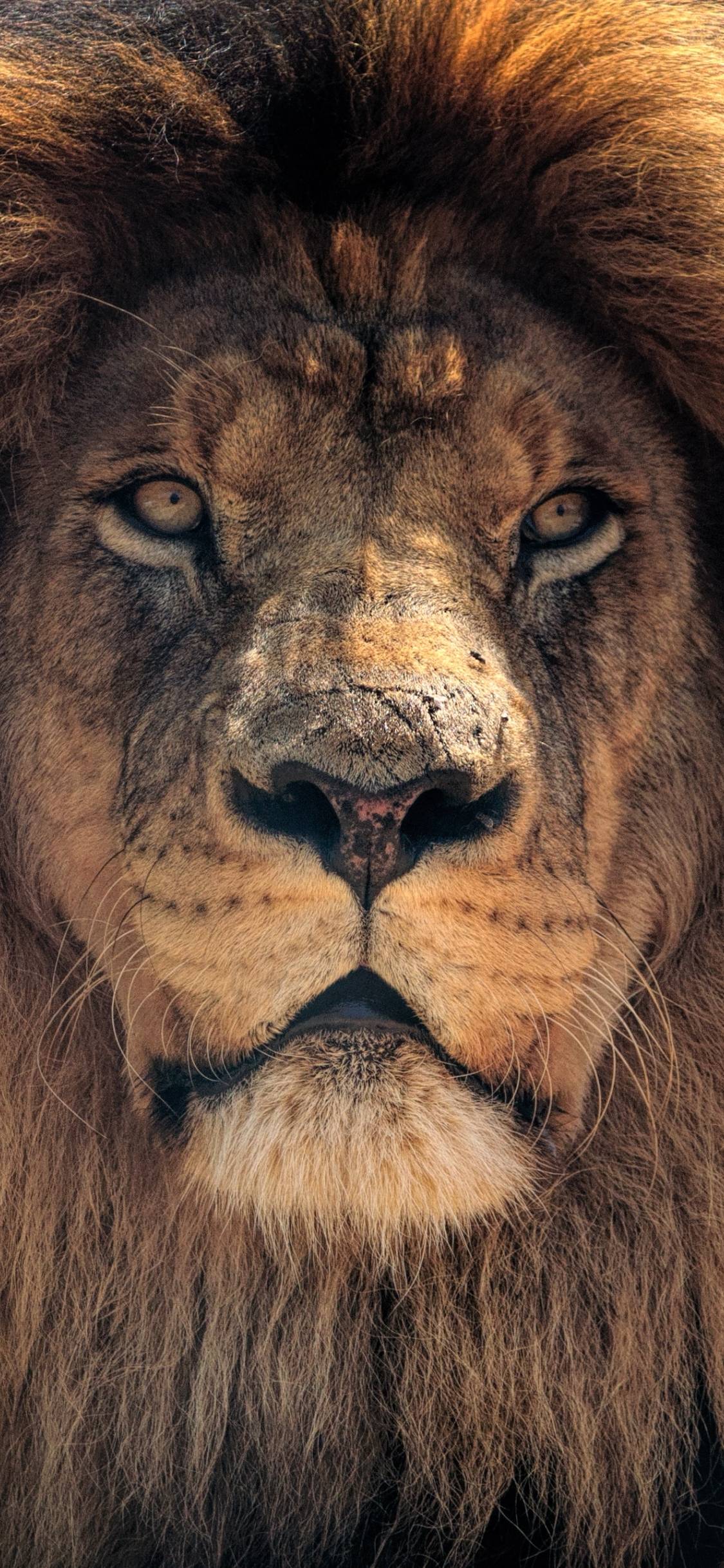1125x2436 Lion iPhone XS, iPhone iPhone X Wallpaper, HD Animals 4K Wallpaper, Image, Photo and Background