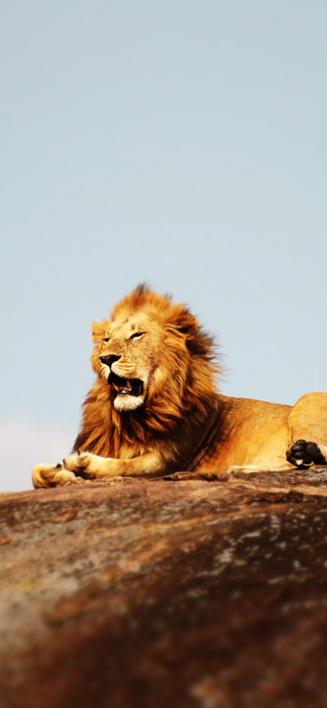 1125x2436 Download wallpaper: Lion in Serengeti National Park 1125x2436
