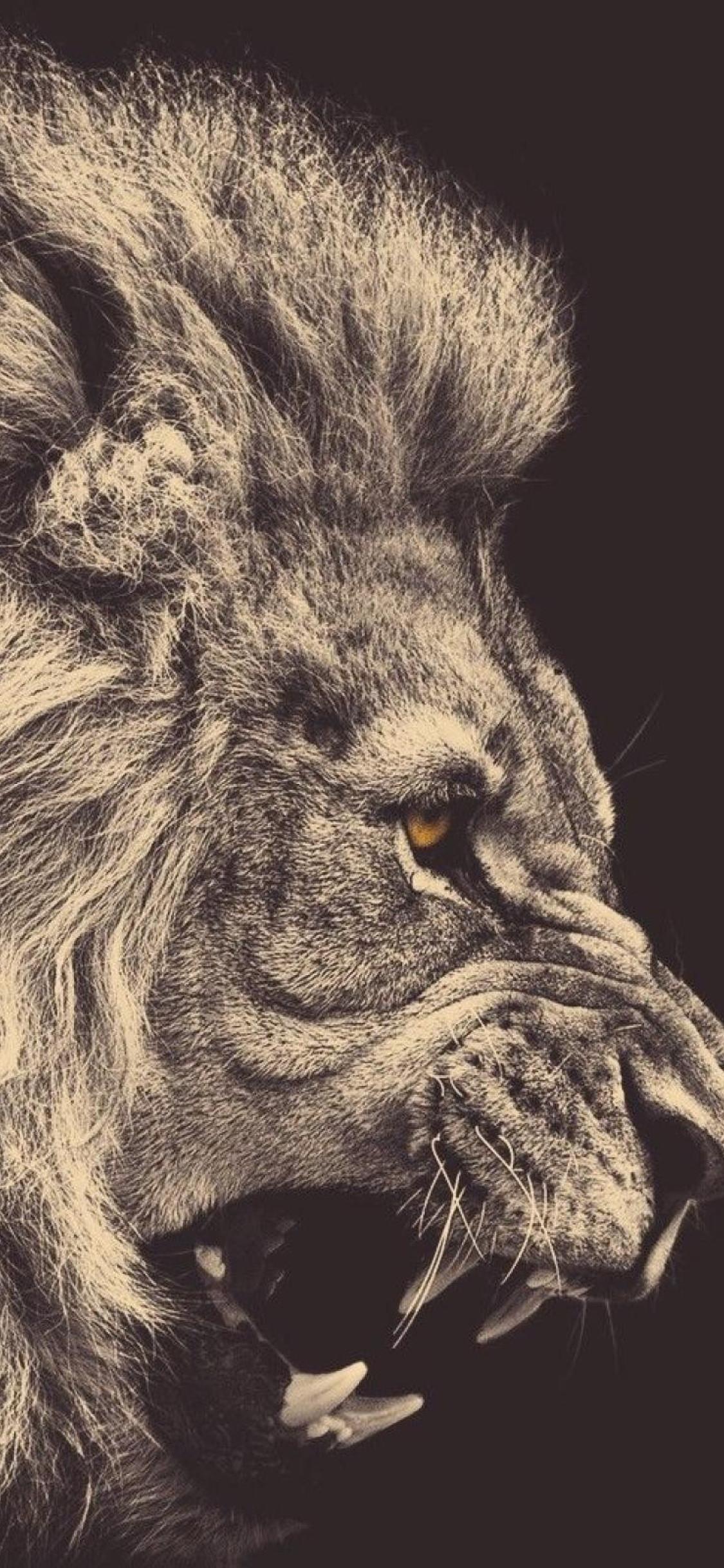 1125x2436 lion, mane, big cat iPhone XS, iPhone iPhone X Wallpaper, HD Animals 4K Wallpaper, Image, Photo and Background