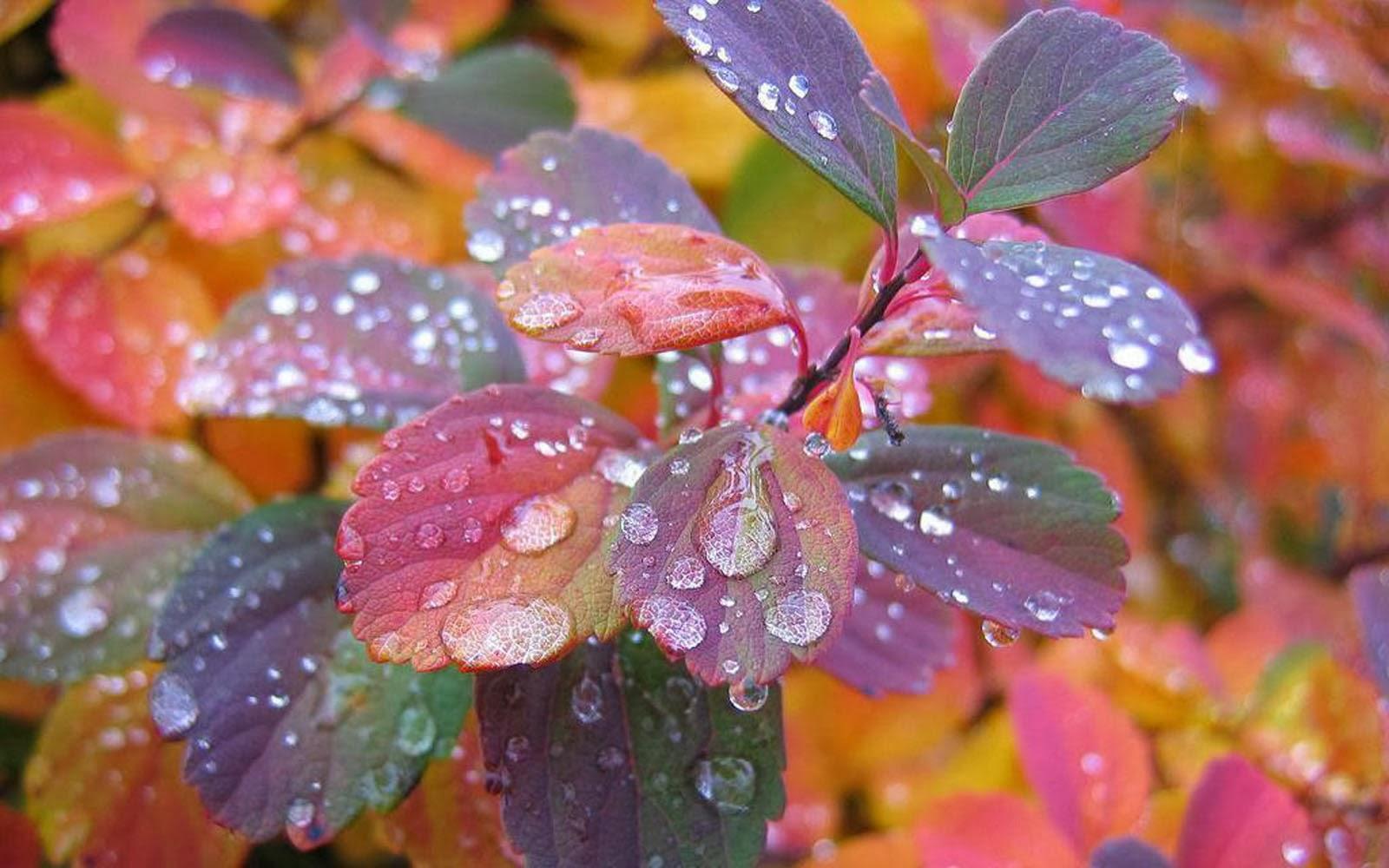 1600x1000 Clovisso Wallpaper Gallery: Rain Drops On A Leaf
