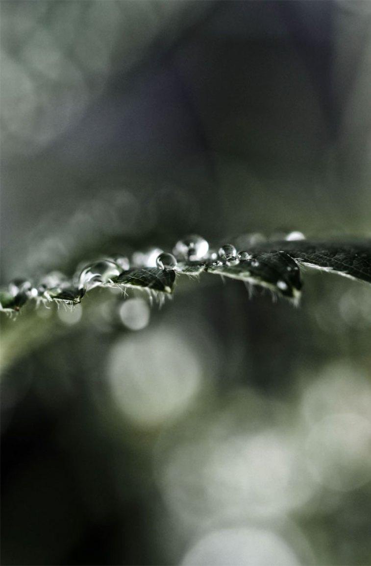 757x1156 Rain drop on green leaves Wallpaper