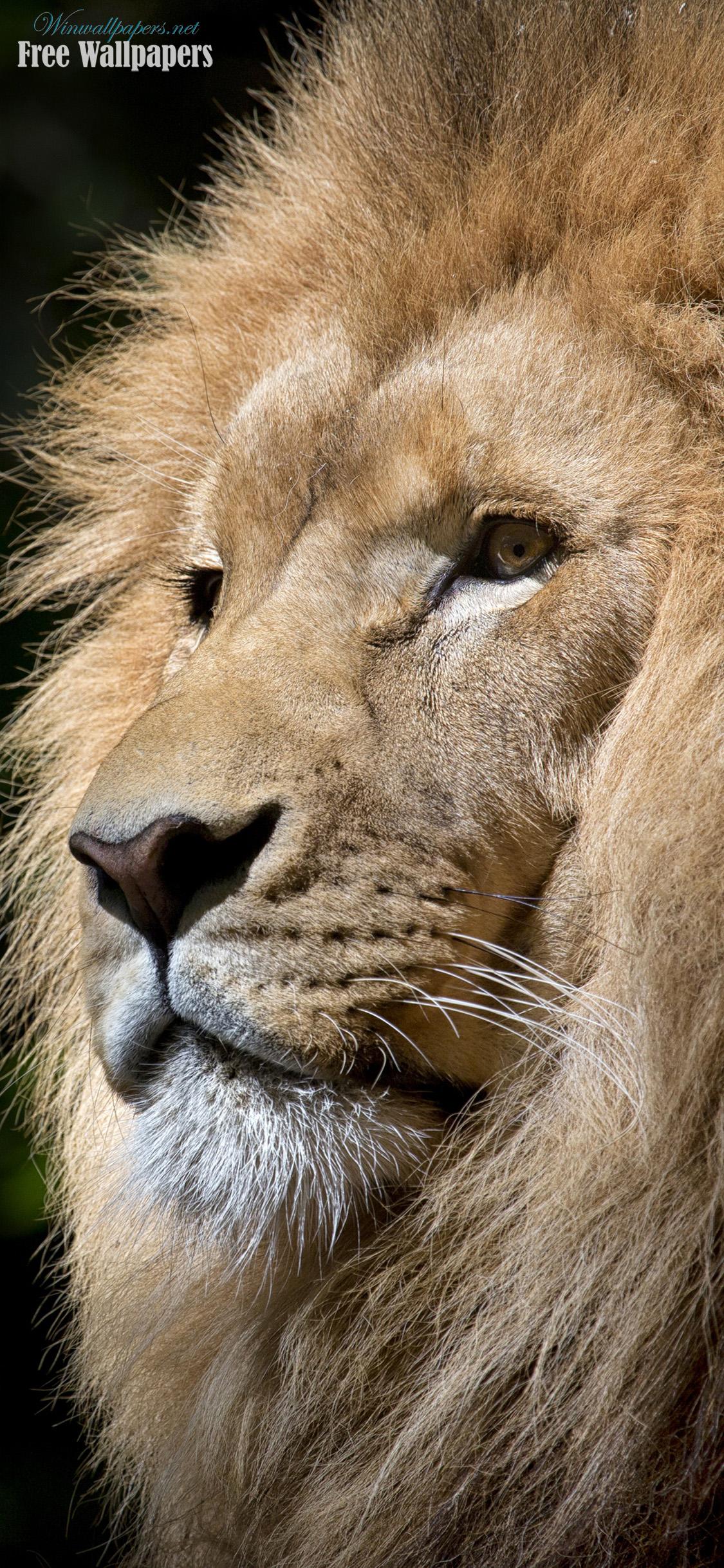 1125x2436 Lion Wallpaper For iPhone X