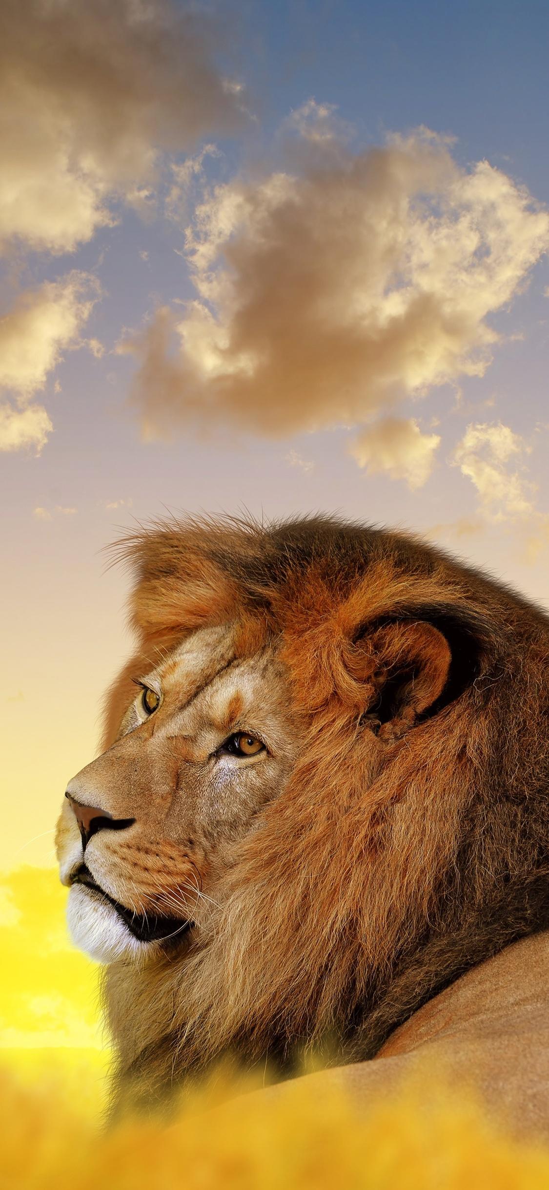 1125x2436 Lion Ultra HD 4k iPhone XS, iPhone iPhone X HD 4k Wallpaper, Image, Background, Photo and Picture