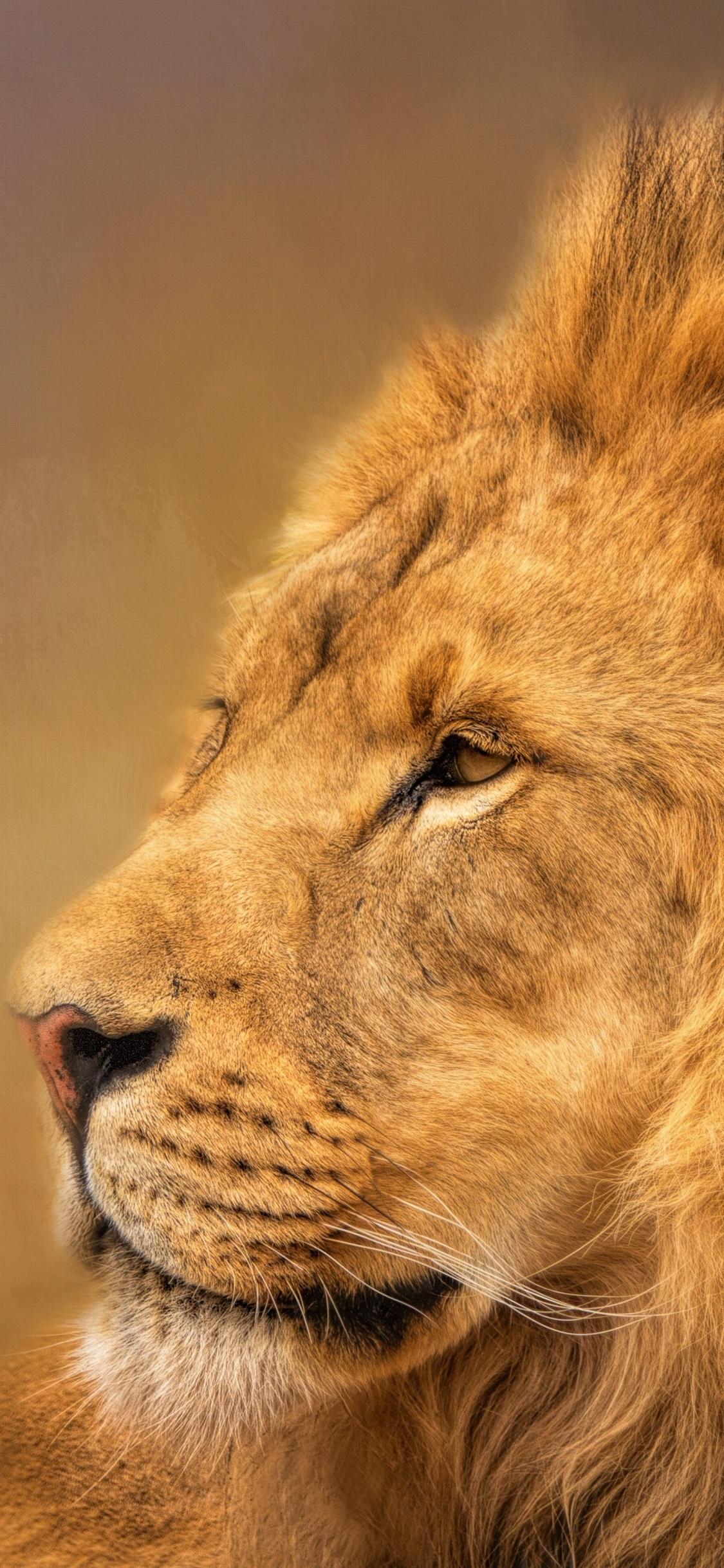 1125x2436 Lion, Mane, King 1125x2436 IPhone 11 Pro XS X Wallpaper, Background, Picture, Image