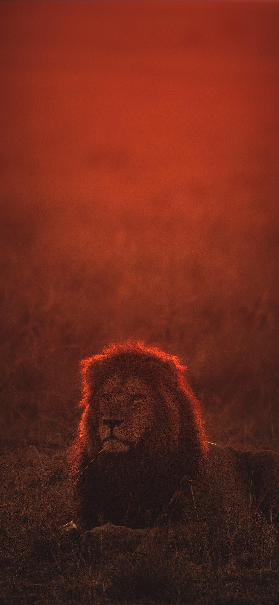 1125x2436 Red Wallpaper HD iPhone Lion