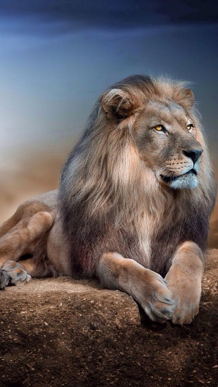 728x1292 Wallpaper HD: Lion, Wallpaper, For, iPhone, Lion, iPhone, Wallpaper, Background, iPhone, Wallpaper