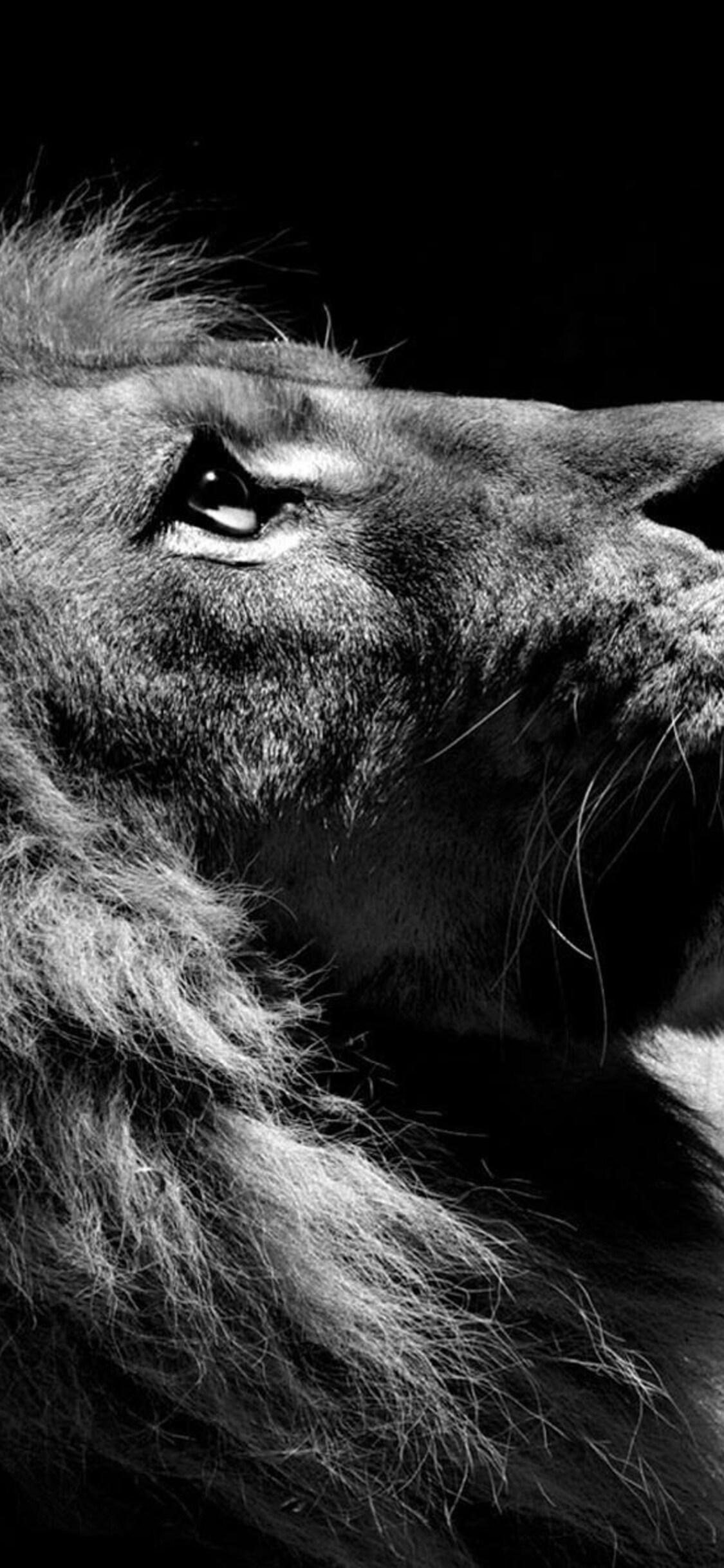1125x2436 Lion Black And White iPhone XS, iPhone iPhone X HD 4k Wallpaper, Image, Background, Photo and Picture
