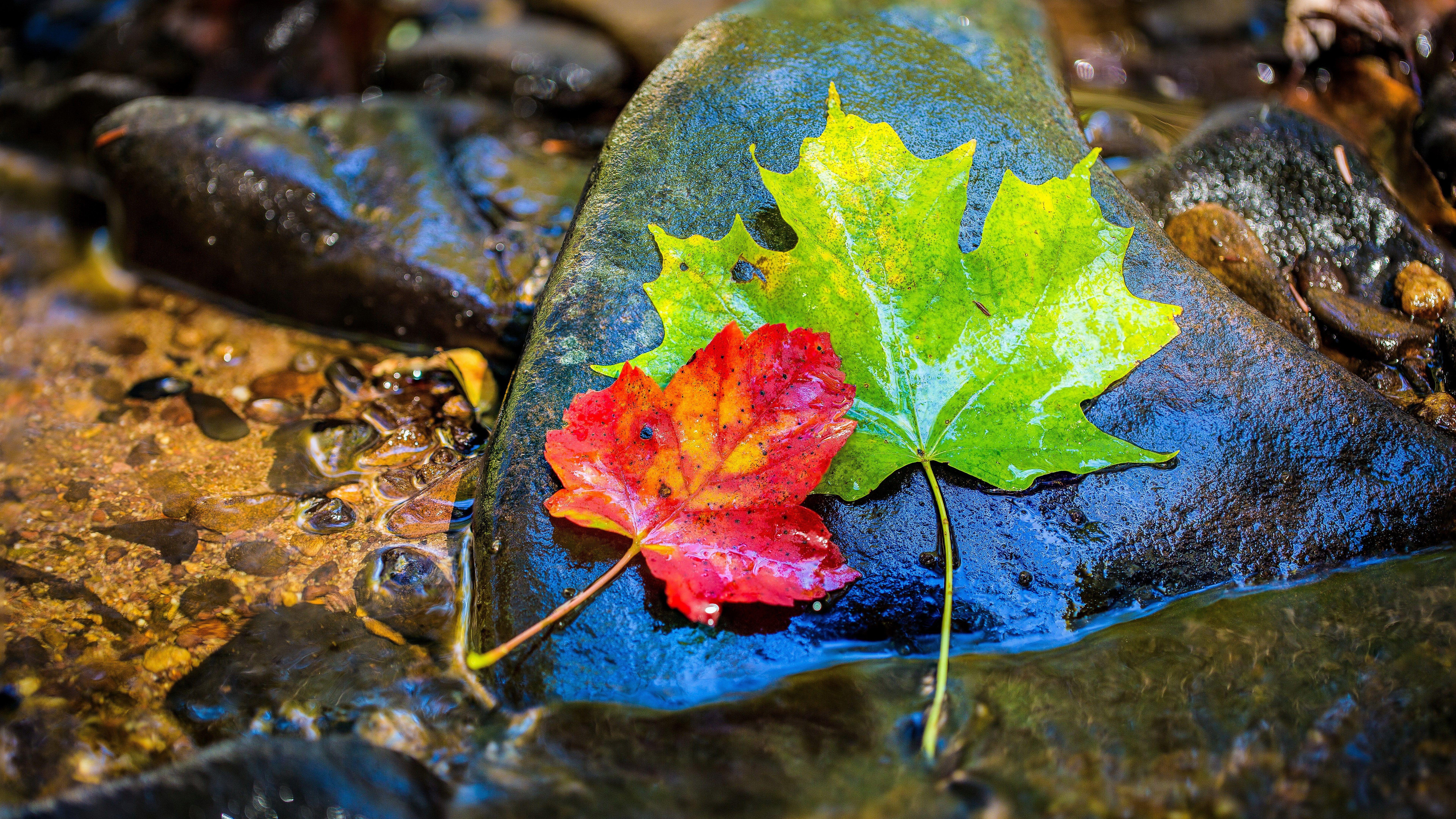 7680x4320 ultra HD 8k 7680x4320 nature photography K #wallpaper #hdwallpaper #desktop. Nature photography, Wallpaper, Parts of a plant