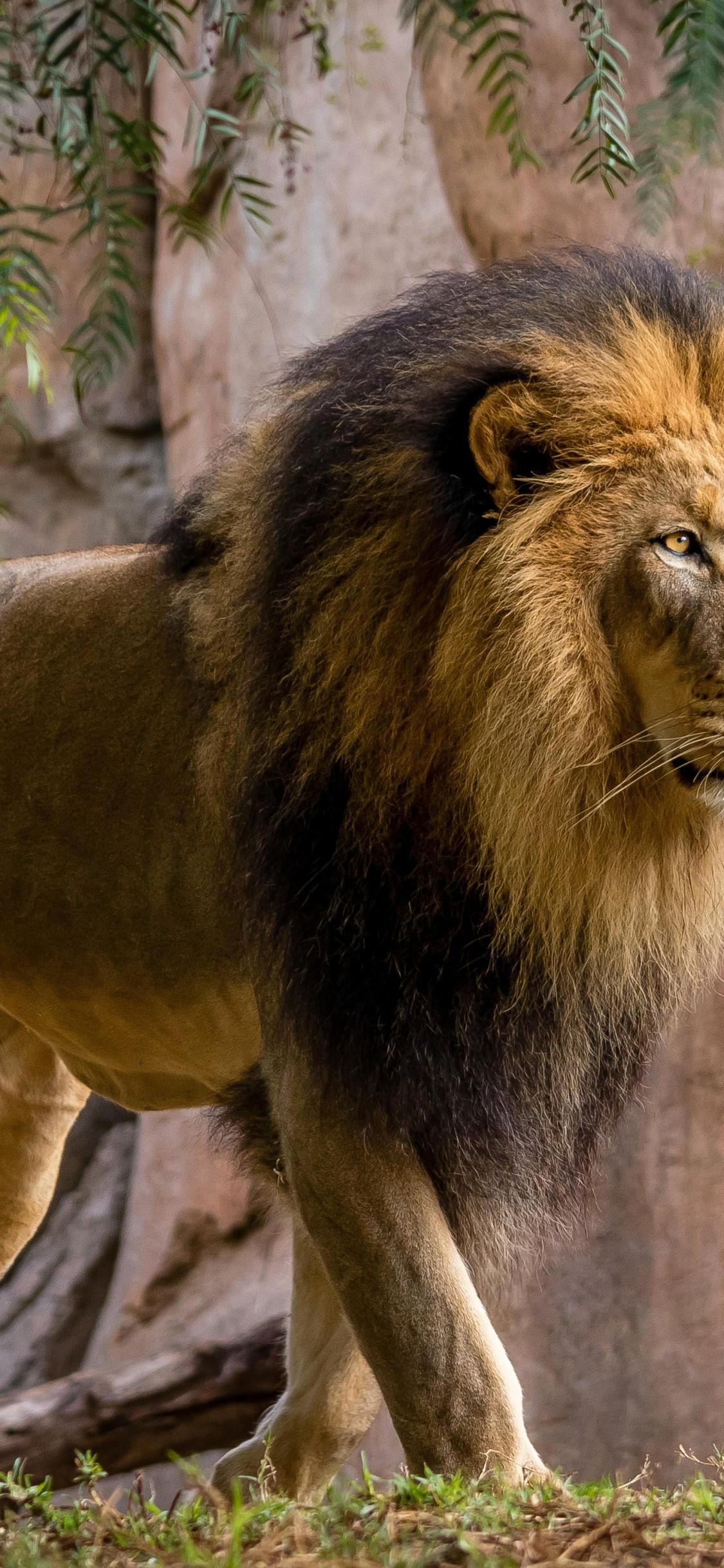 1125x2436 Download 1125x2436 Lion, Walking, King, Wildlife, Big Cats Wallpaper for iPhone 11 Pro & X
