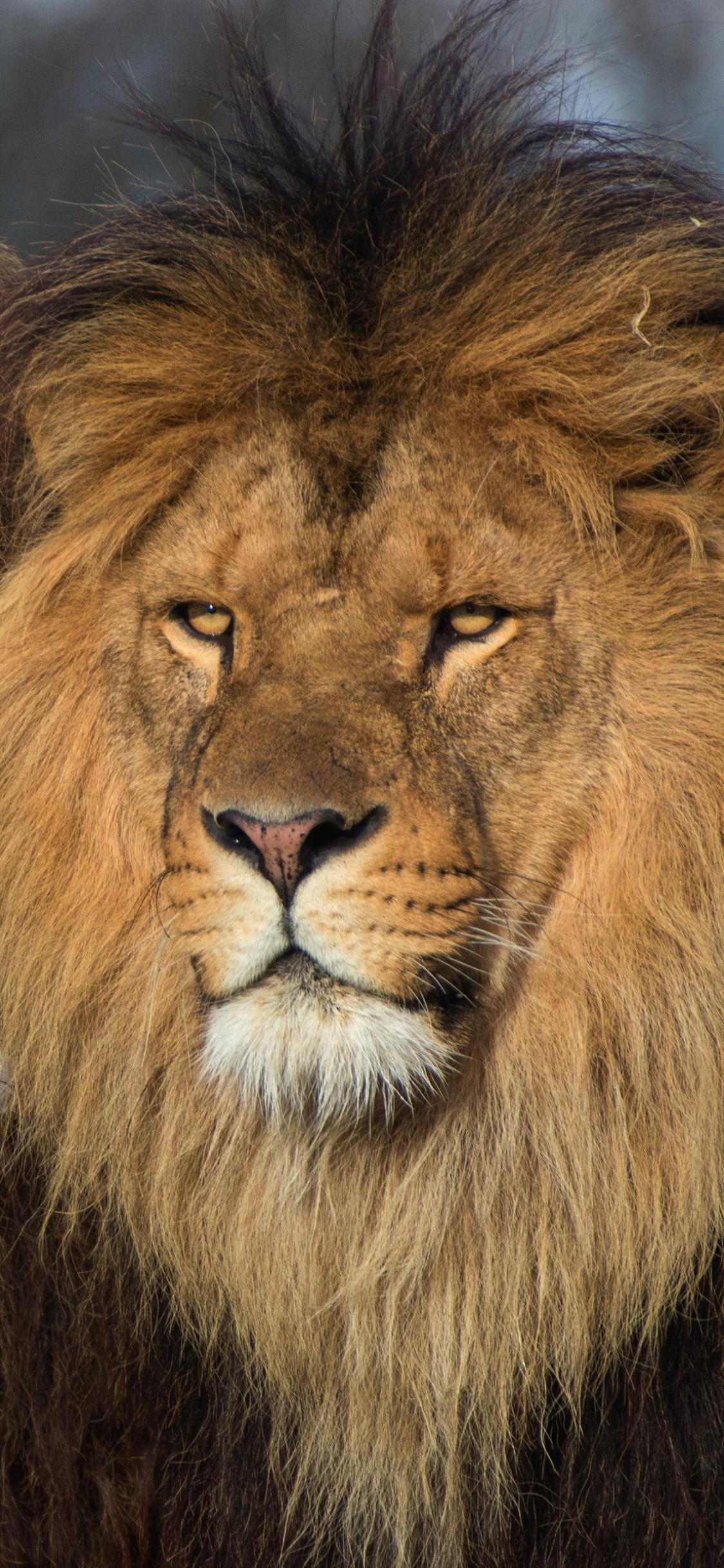 1125x2436 Animal Lion