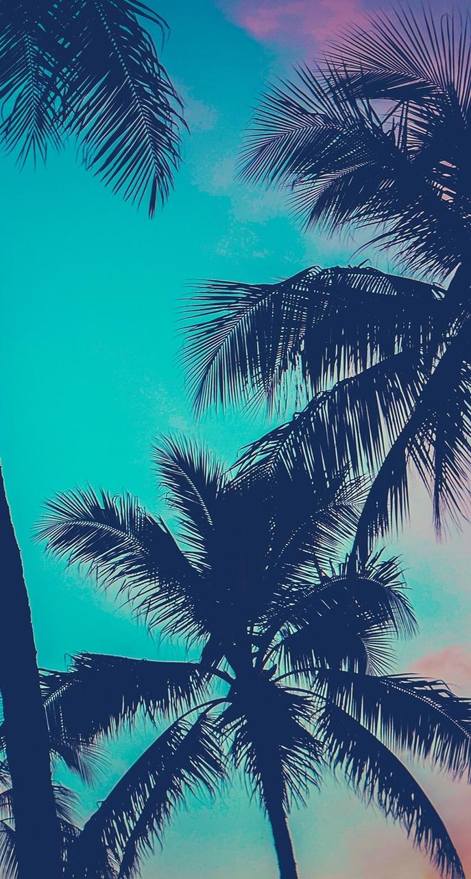 687x1280 Palm trees, city dreams. Miami Beach
