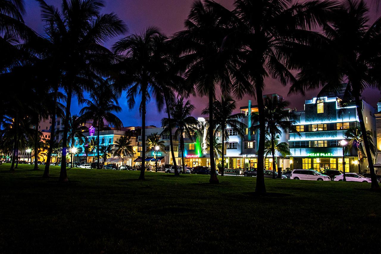1280x853 Miami Florida Palm Trees And Skyline Wallpaper