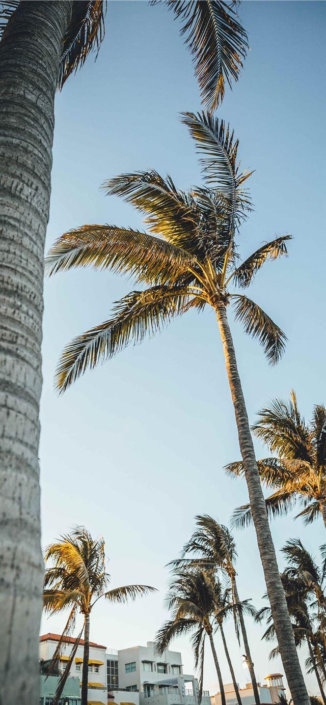 Miami Palm Tree Wallpapers - Top Free Miami Palm Tree Backgrounds