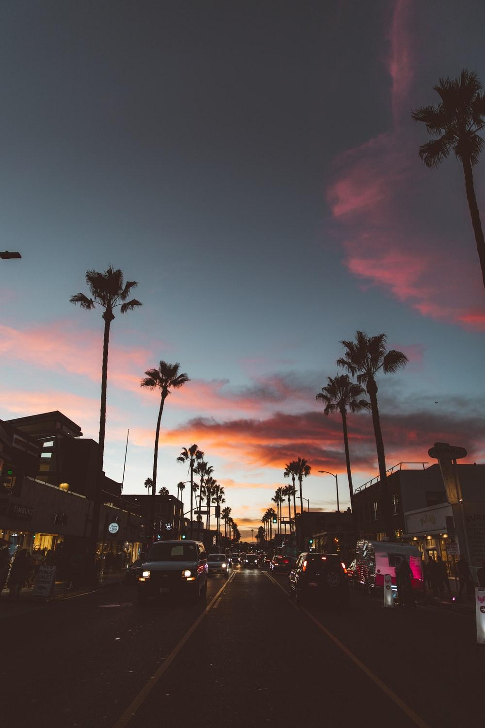 1000x1500 Sunset With Palm Tree Picture [Stunning!]. Download Free Image