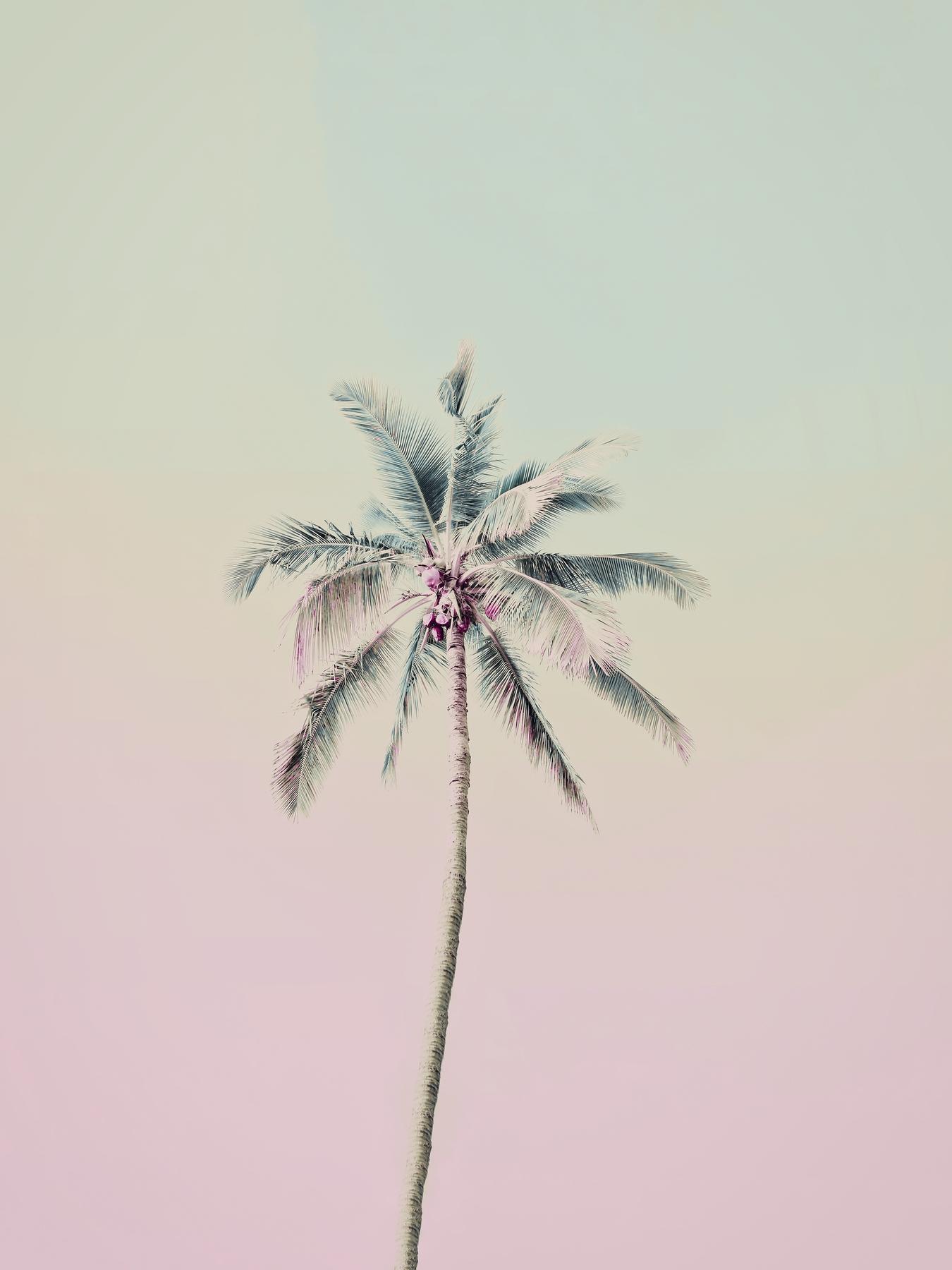 1350x1800 Buy Pink Palm Tree Miami Beach wallpaper US shipping at