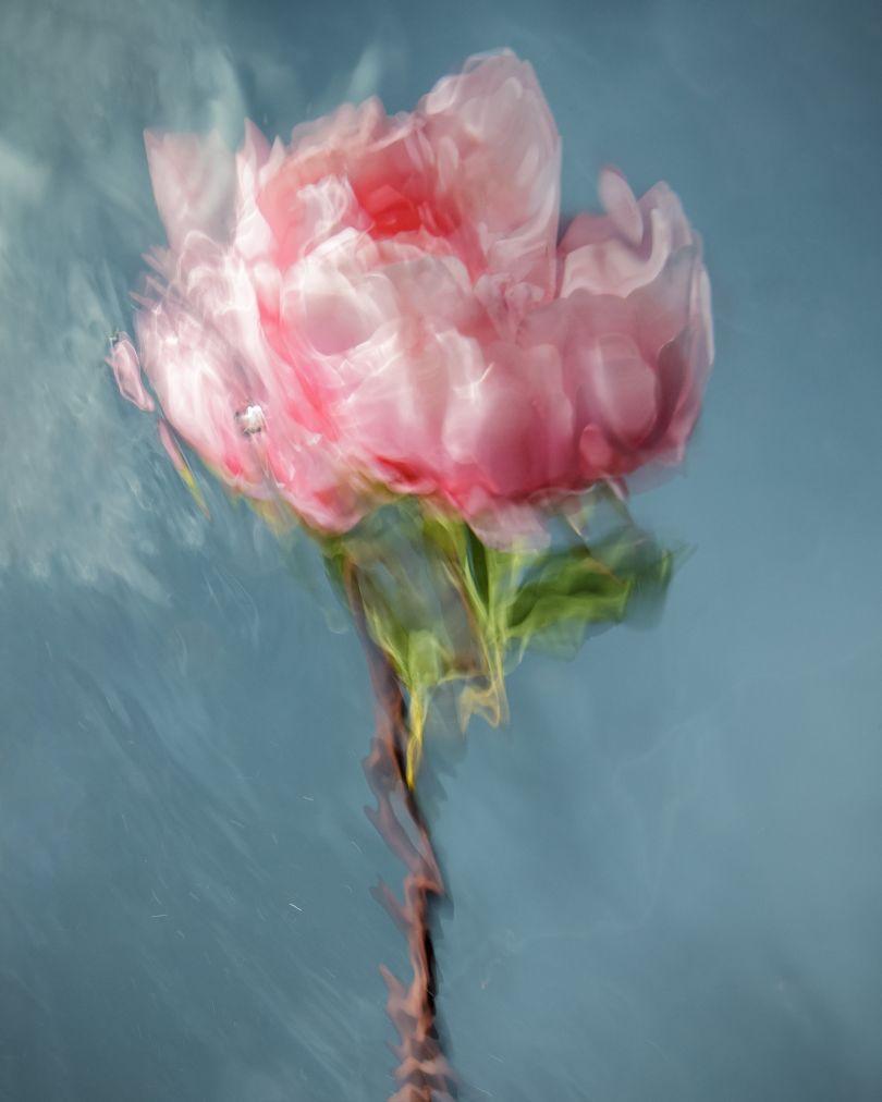 810x1012 Photographs of flowers submerged underwater look like classic oil paintings