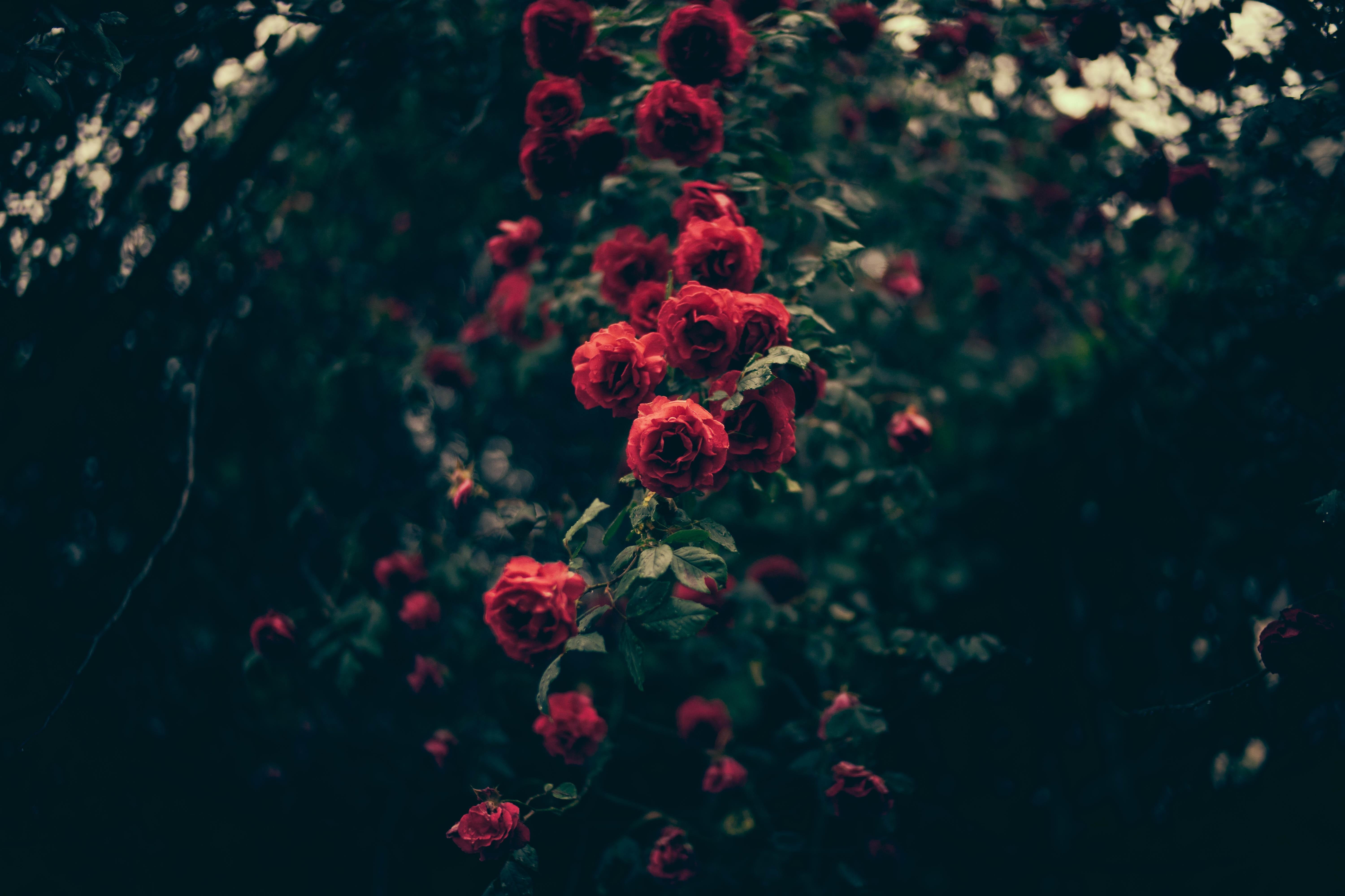 6000x4000 sunlight, flowers, red, plants, underwater, coral, rose, biology, light, flower, darkness, petal, screenshot, computer wallpaper, fractal art, macro photography HD Wallpaper