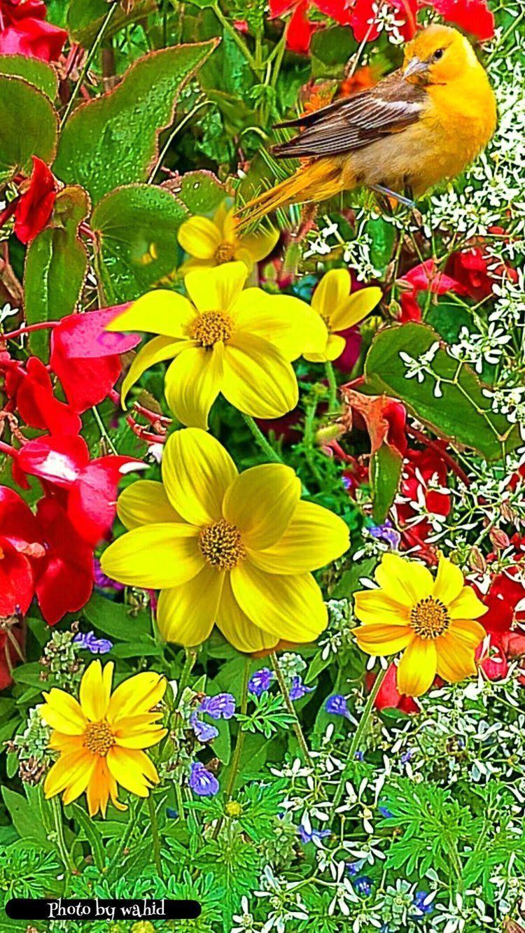 750x1333 Animals, Birds, Reptiles, Underwater Creatures, & More -#papel #pintado #flores. Beautiful flowers wallpaper, Beautiful flowers, Wallpaper nature flowers