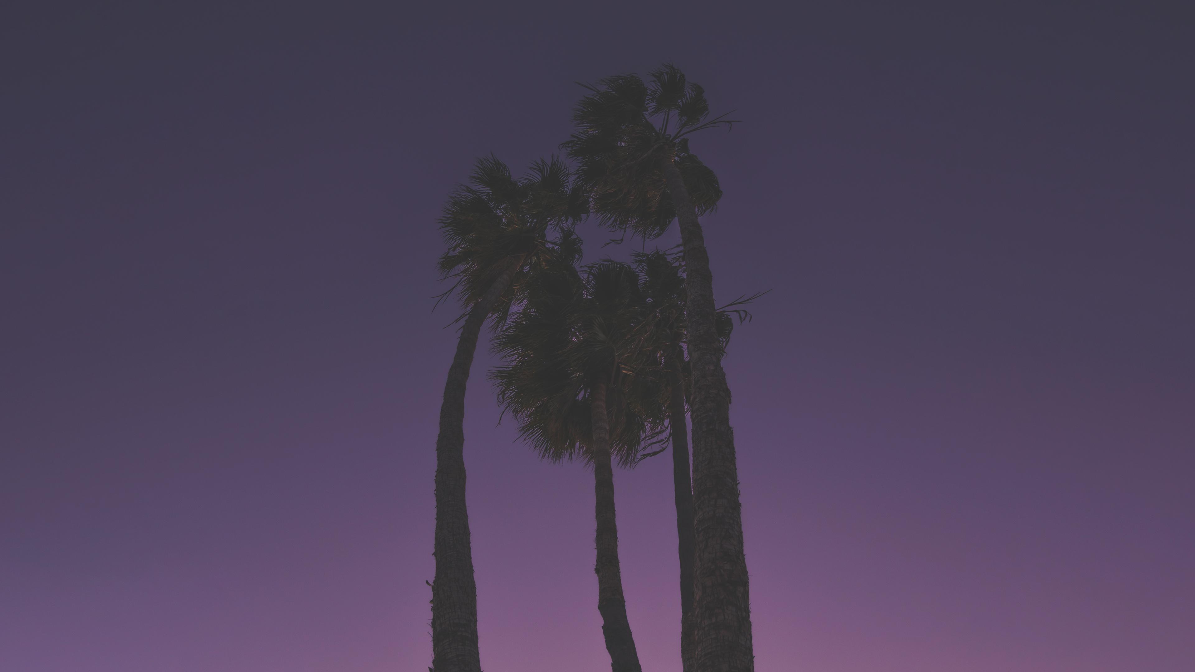3840x2160 Palm 4K wallpaper for your desktop or mobile screen free and easy to download