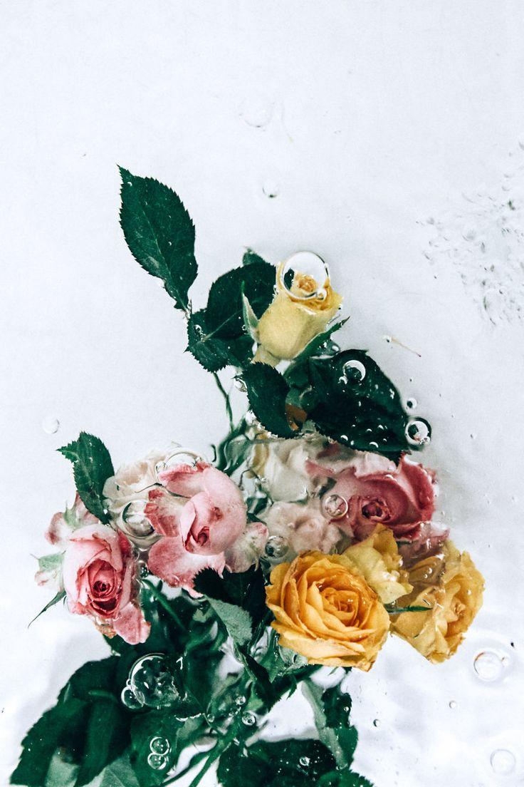 736x1104 Flotsam: Flower Portraits Captured Underwater. Flowers photography, Beautiful flowers wallpaper, Beautiful flowers photography
