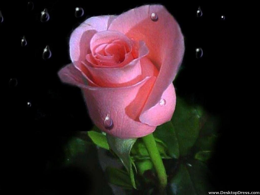 1024x768 Desktop Wallpaper Flowers Background Pink Rose Underwater