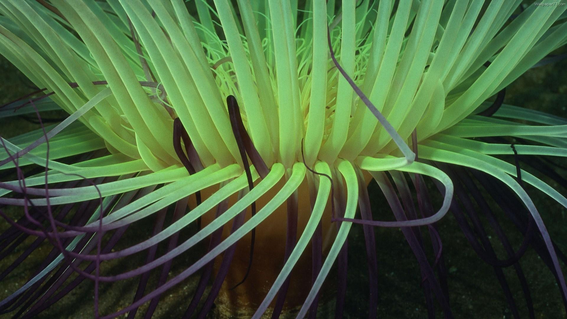 1920x1080 Flower, wallpaper, sea, water, coral, vagina, animated, ocean, underwater, yellow, girls