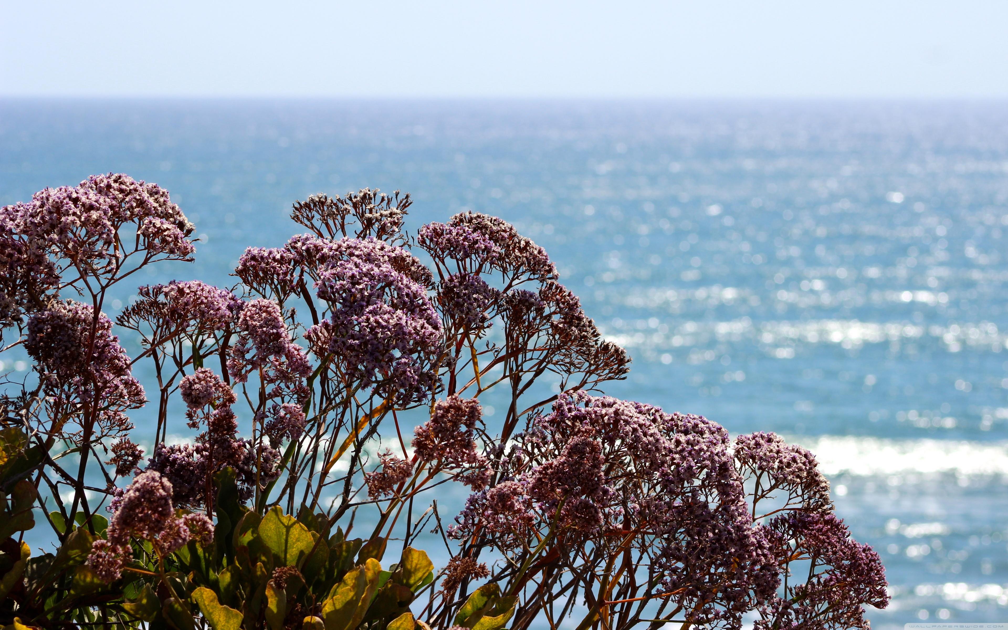 3840x2400 Ocean Flowers Ultra HD Desktop Background Wallpaper for 4K UHD TV : Widescreen & UltraWide Desktop & Laptop : Multi Display, Dual Monitor : Tablet