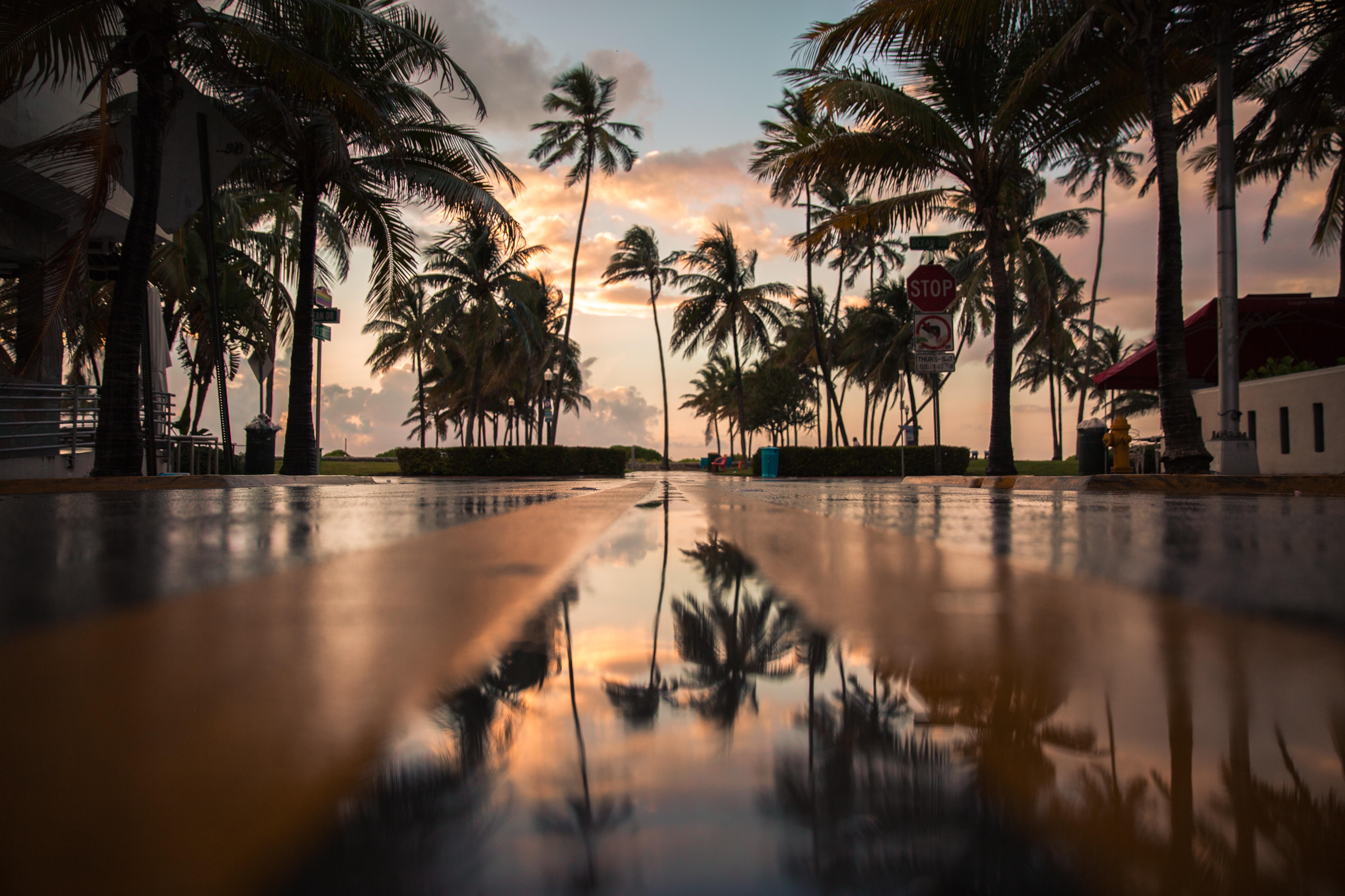 5760x3840 5760x3840 #sunrise, #Creative Commons image, #tree, #palm tree, #perspective, #cloud, #dark, #dusk, #tropical, #after the rain, #weather, #reflection, #sunset, #water, #sky, #road, #miami HD Wallpaper