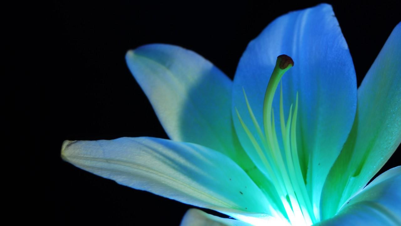 1280x720 Neon Flowers wallpaperx720