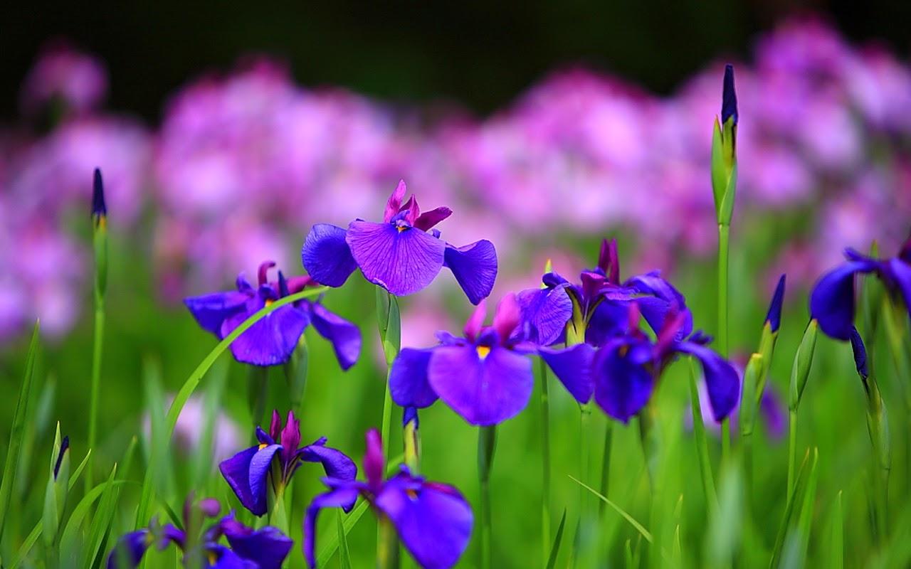 1280x800 Free download One Hundred Wallpaper Iris Summer Flowers Wallpaper HD [1280x800] for your Desktop, Mobile & Tablet. Explore Summer Flowers Wallpaper. Free Summer Wallpaper For Desktop, Flowers Background Wallpaper, Floral Wallpaper