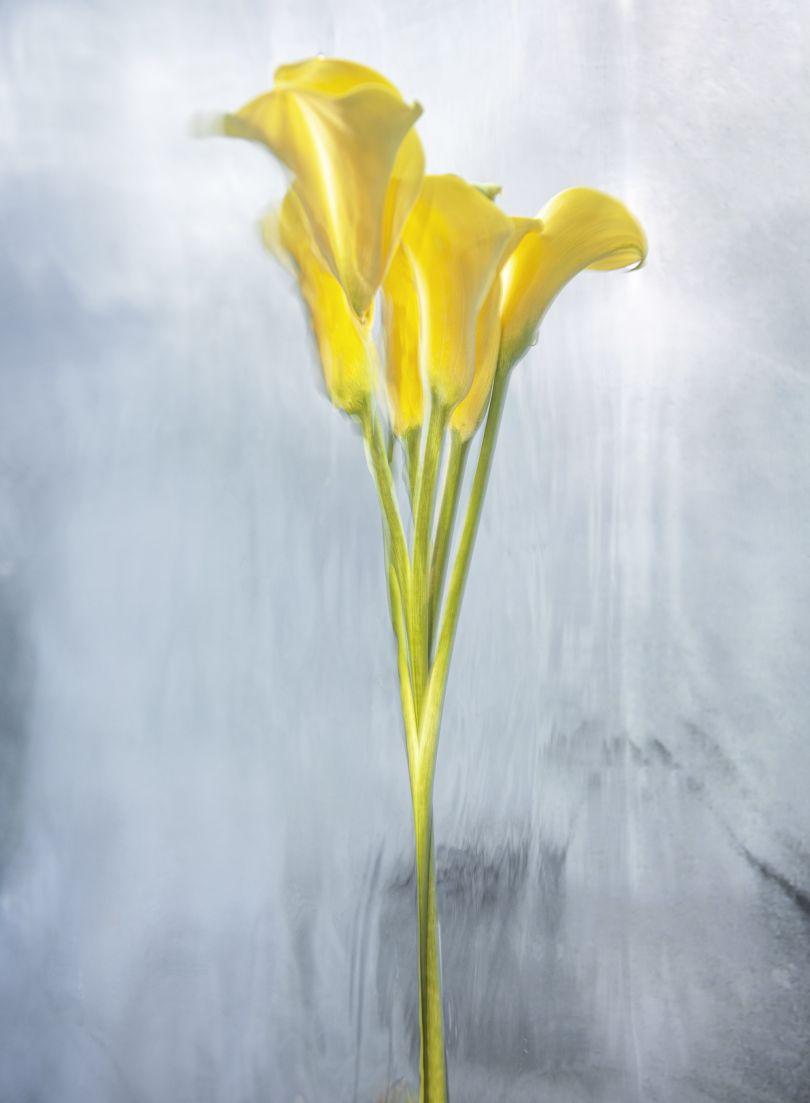 810x1103 Photographs of flowers submerged underwater look like classic oil paintings