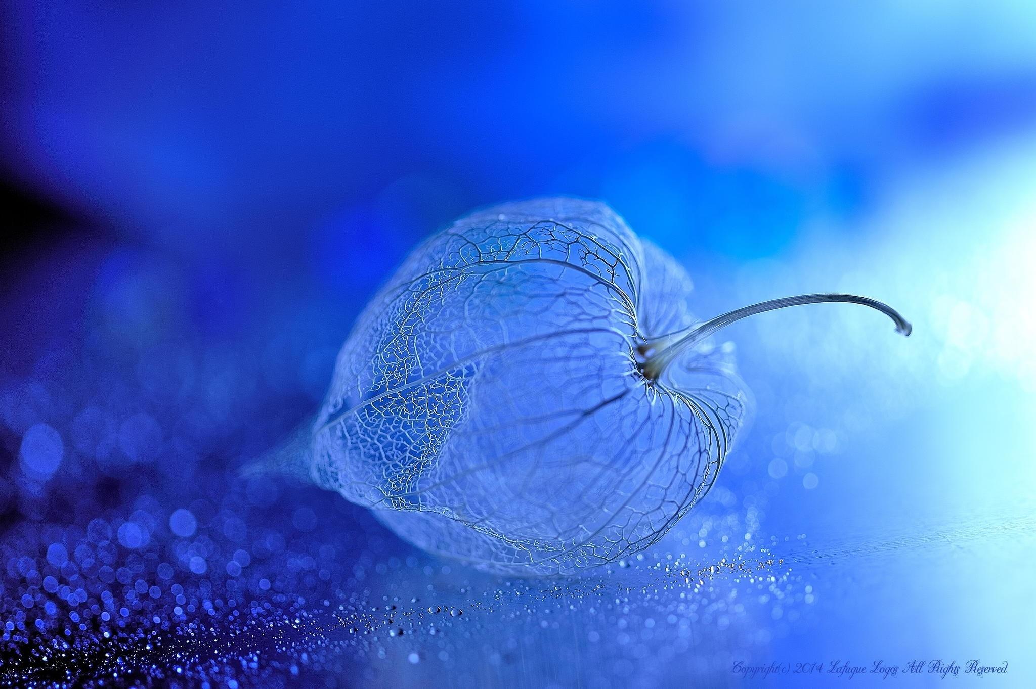 2048x1363 sunlight, flowers, water, macro, blue, underwater, bokeh, Chinese lantern, biology, flower, computer wallpaper, close up, macro photography, invertebrate, marine biology, organism HD Wallpaper