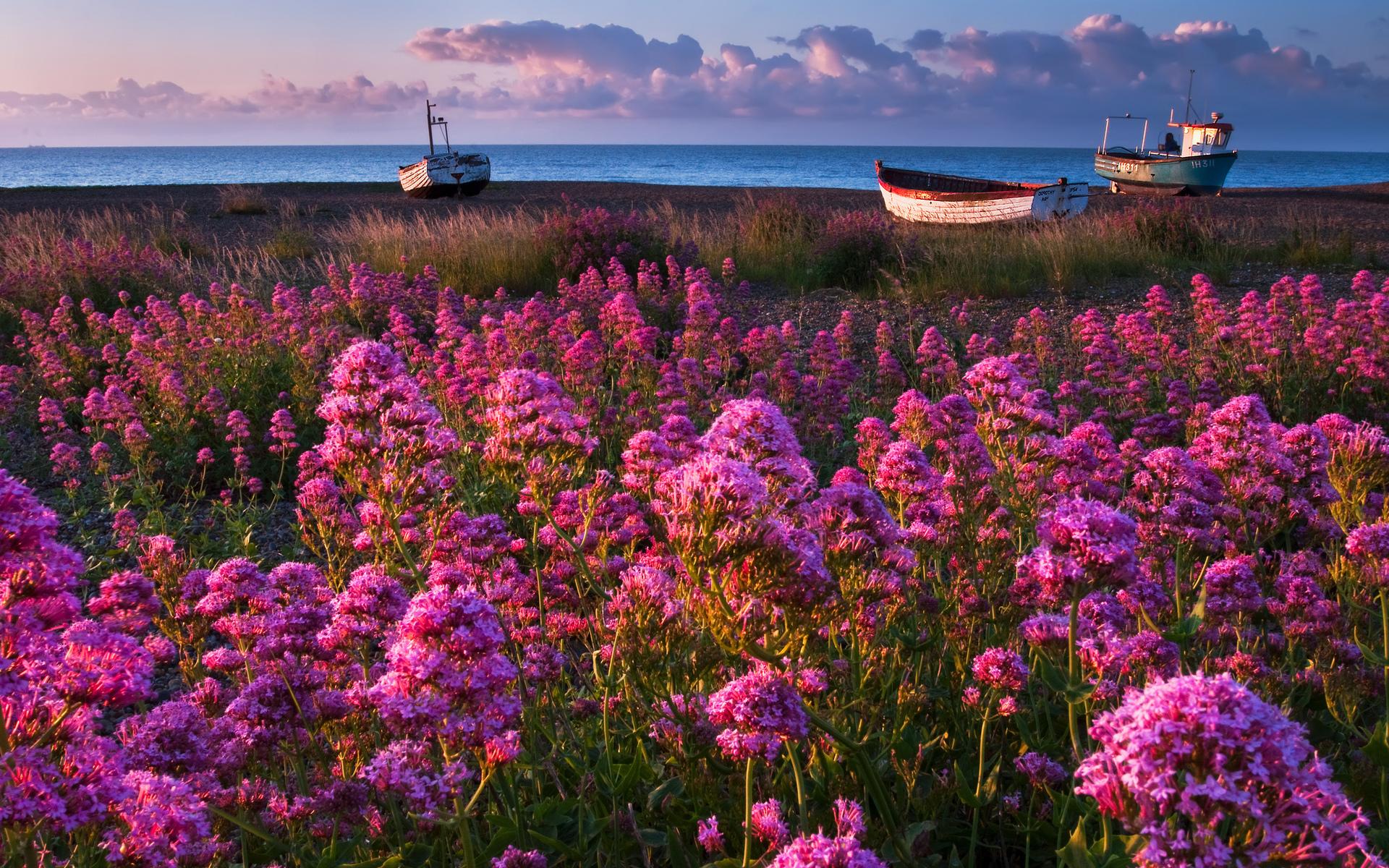 1920x1200 nature, Flowers, Pink, Purple, Plants, Fields, Landscapes, Boats, Vehicles, Ocean, Sea, Seascape, Sky, Skies, Clouds Wallpaper HD / Desktop and Mobile Background