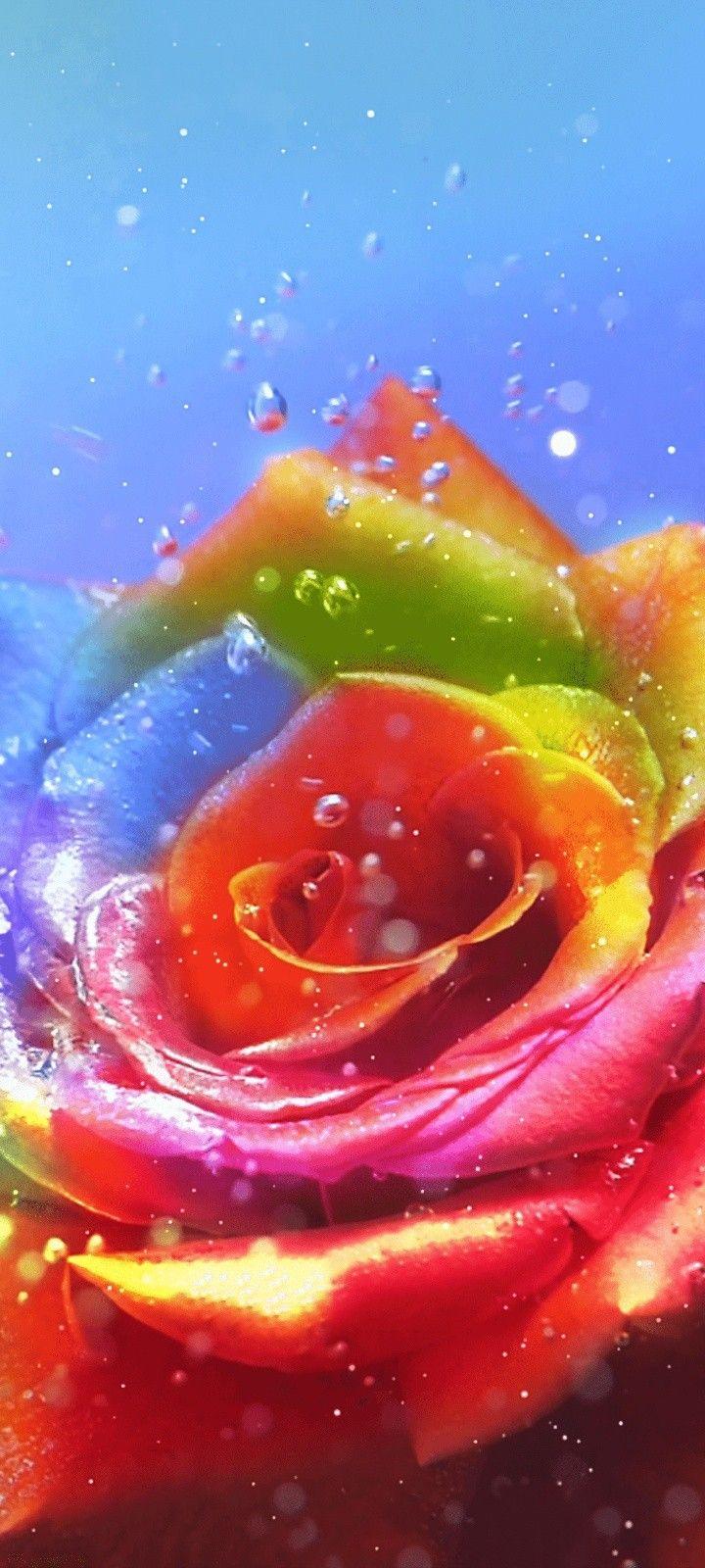 720x1600 Underwater Rose. Flower wallpaper, Floral wallpaper, Disney wallpaper