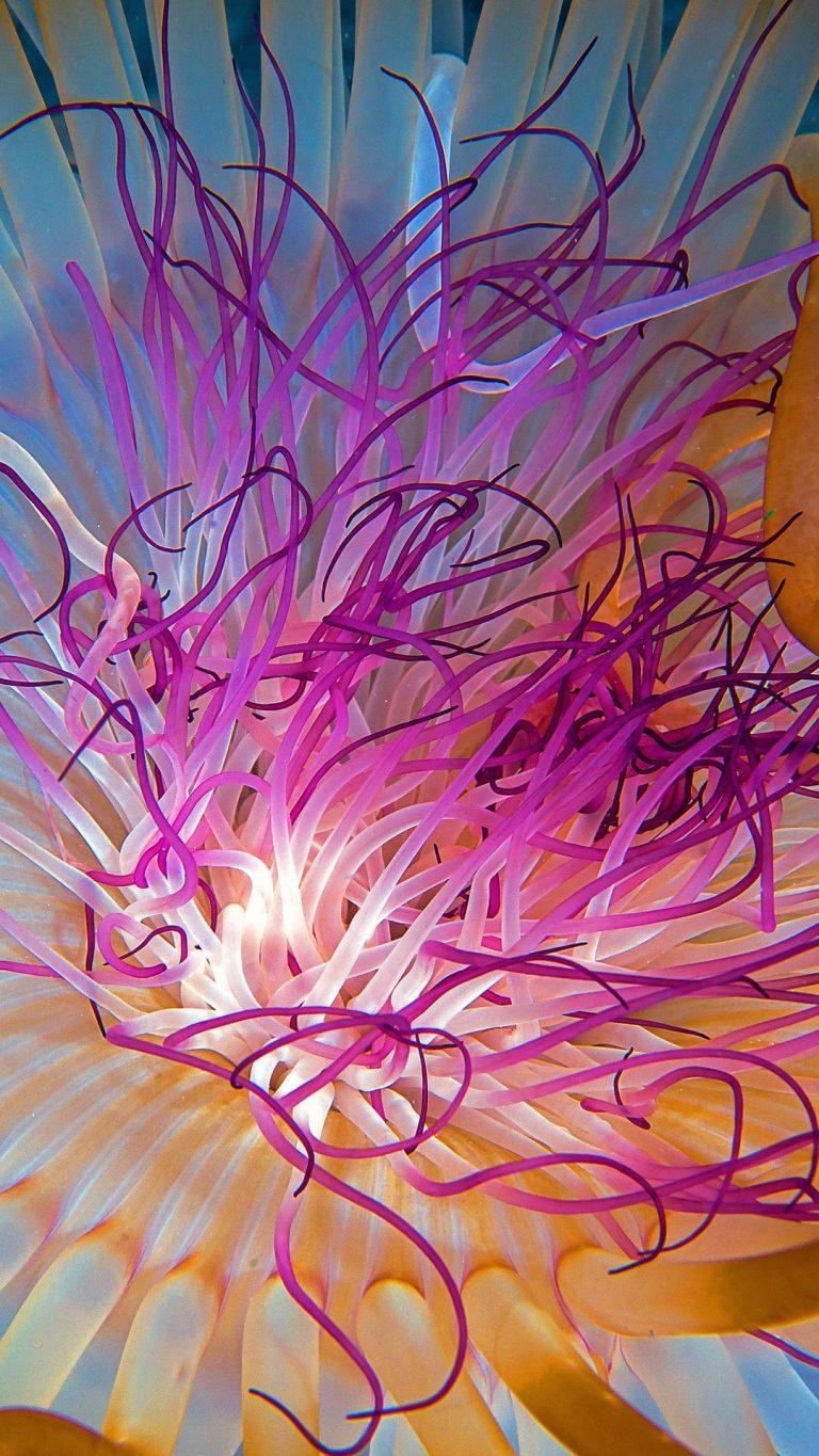 Underwater Flowers Wallpapers Top Free Underwater Flowers Backgrounds WallpaperAccess