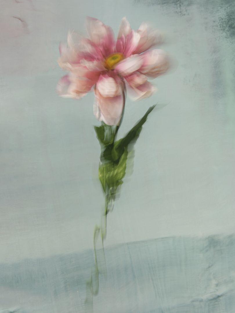 810x1080 Photographs of flowers submerged underwater look like classic oil paintings