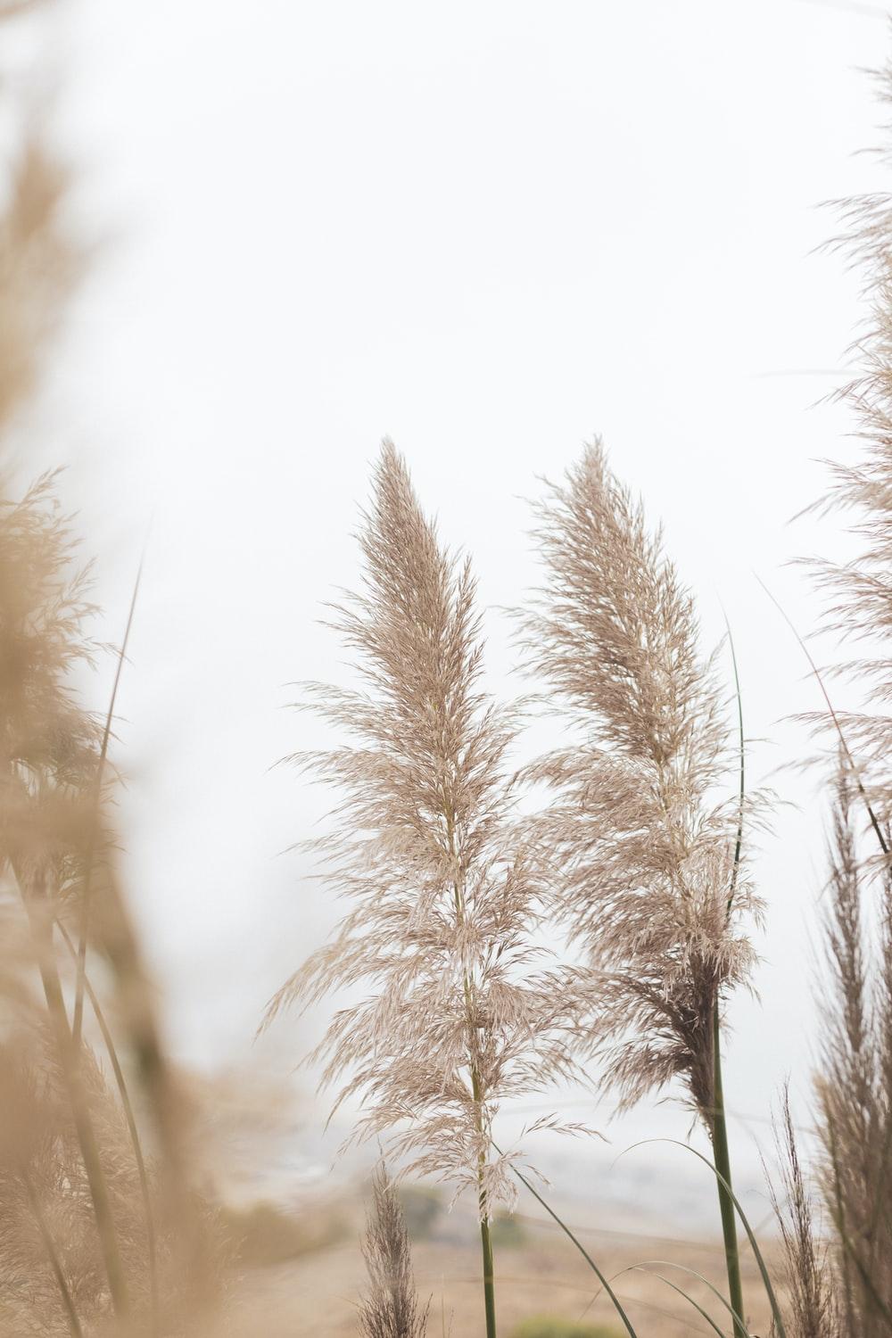 1000x1500 Neutral Color Picture. Download Free Image