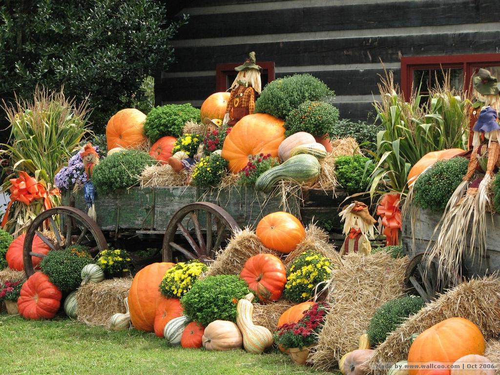 1024x768 Free download Autumn Display Scarecrow Pumpkins Wallpaper pumpkins [1024x768] for your Desktop, Mobile & Tablet. Explore Autumn Pumpkins Desktop Wallpaper. Thanksgiving Desktop Wallpaper, Download Free Wallpaper, Fall