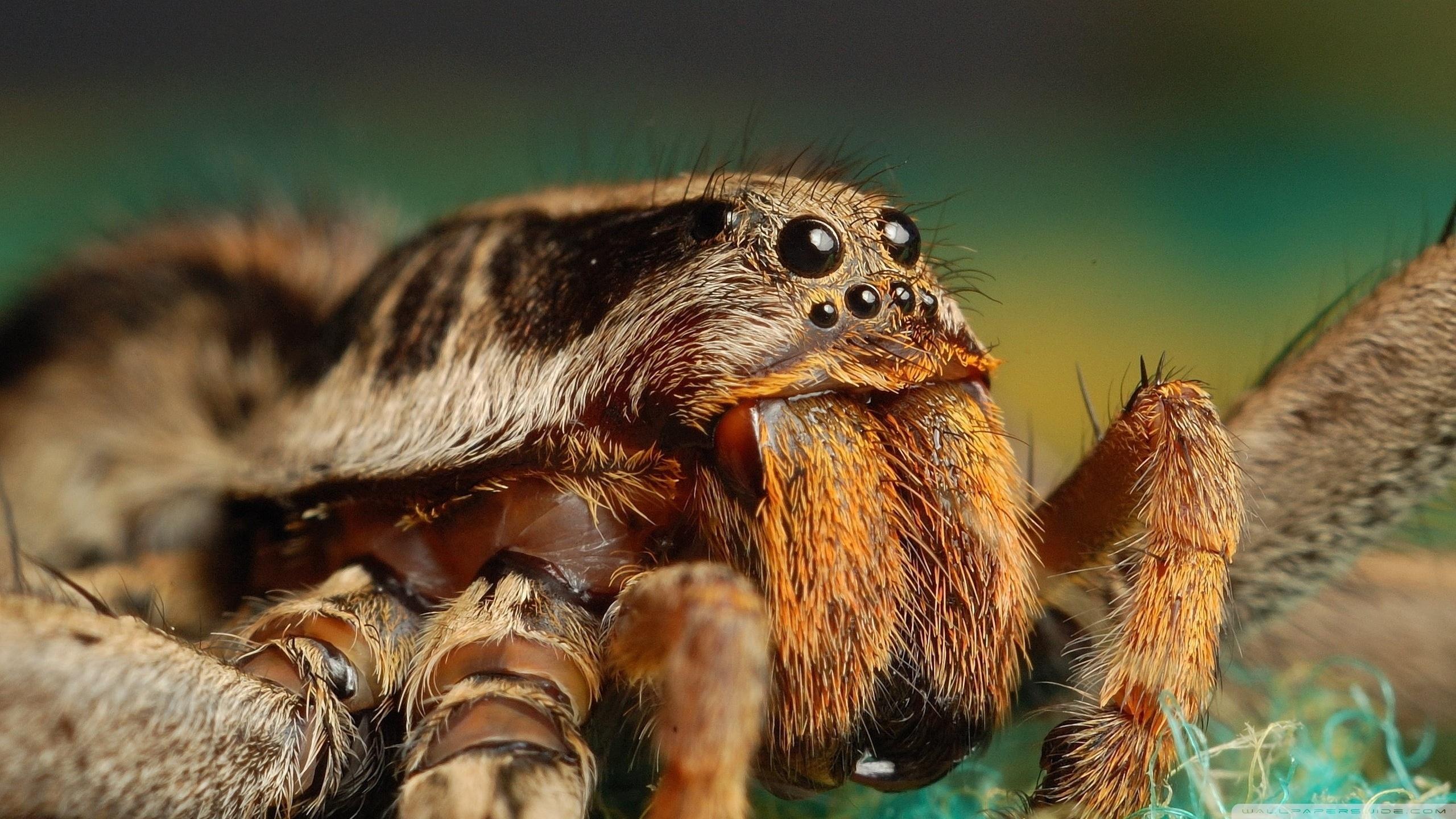 2560x1440 Tarantula Spider Ultra HD Desktop Background Wallpaper for 4K UHD TV : Tablet