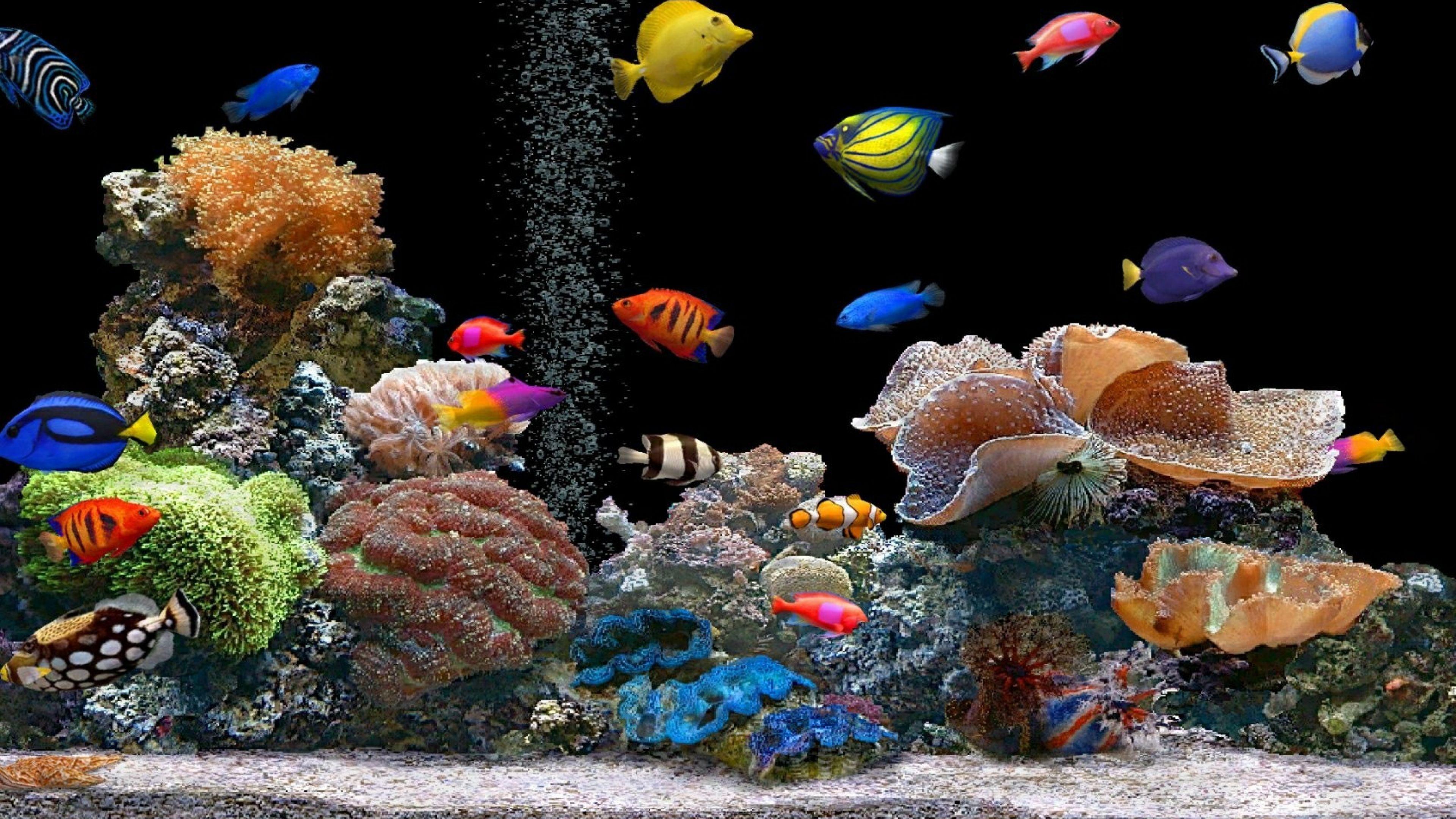 aquarium 4k screensaver