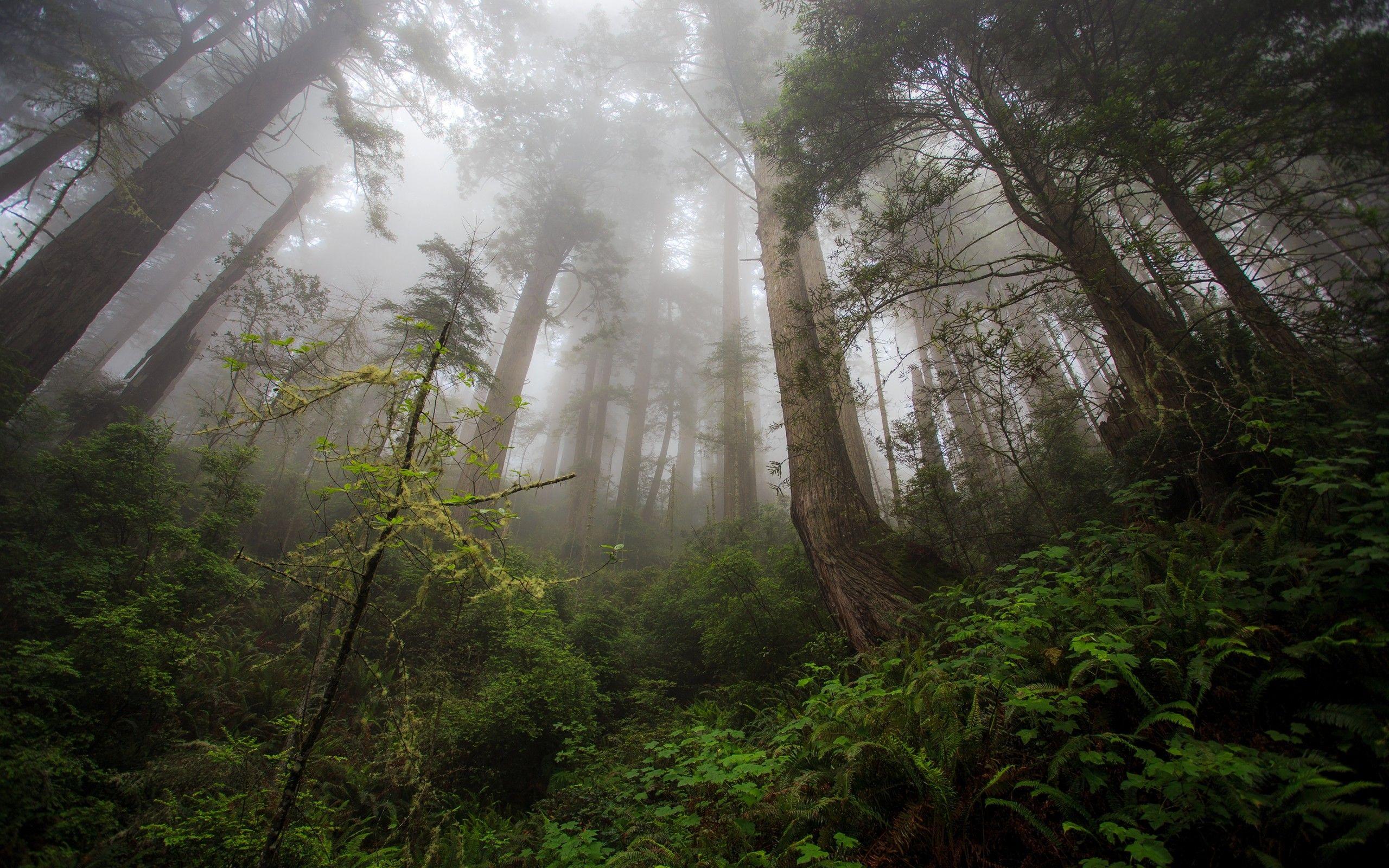 2560x1600 Download 2560x1600 Forest, Redwood, Fog, Foliage Wallpaper