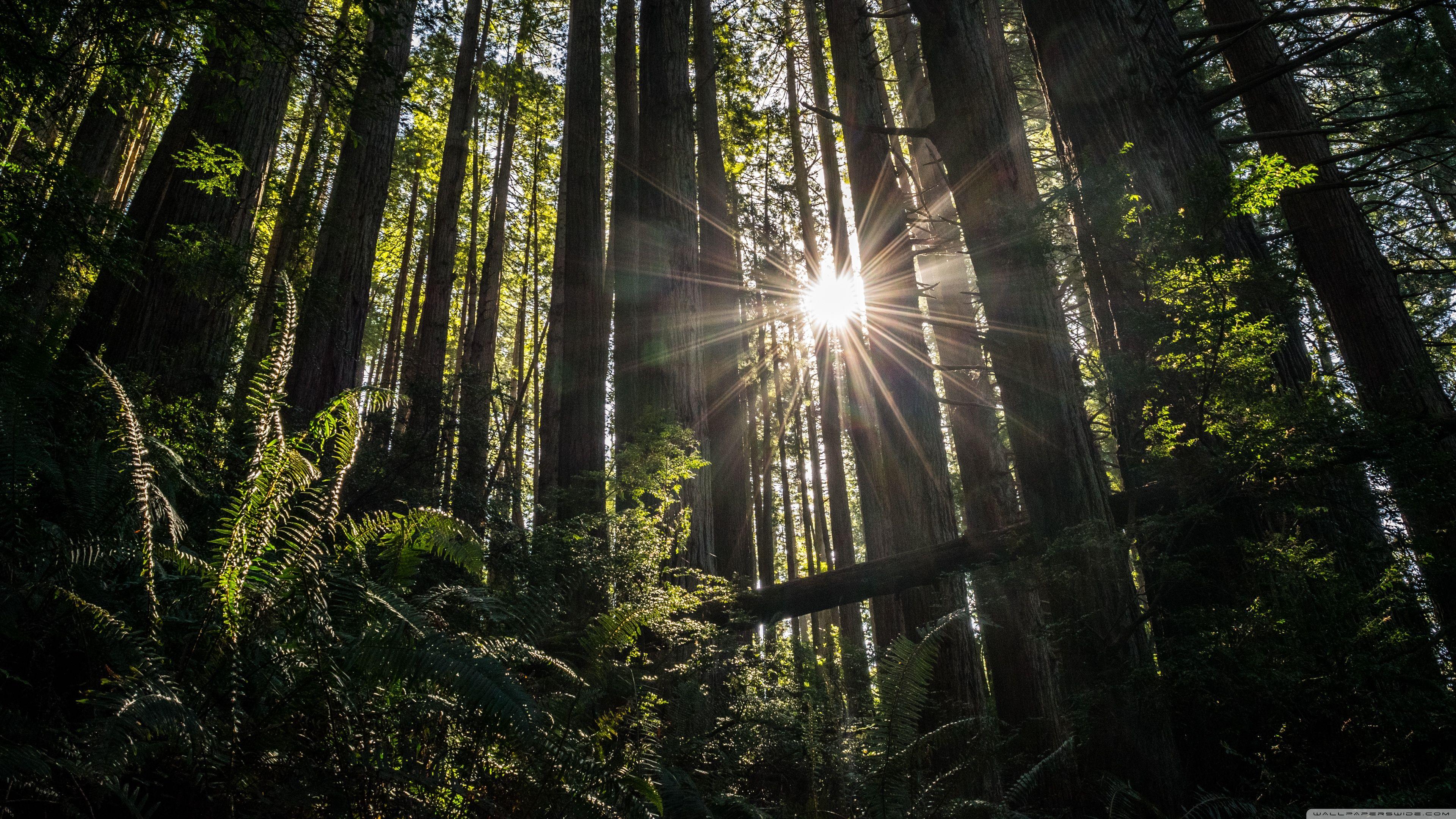 3840x2160 Redwoods ❤ 4K HD Desktop Wallpaper for • Wide & Ultra Widescreen