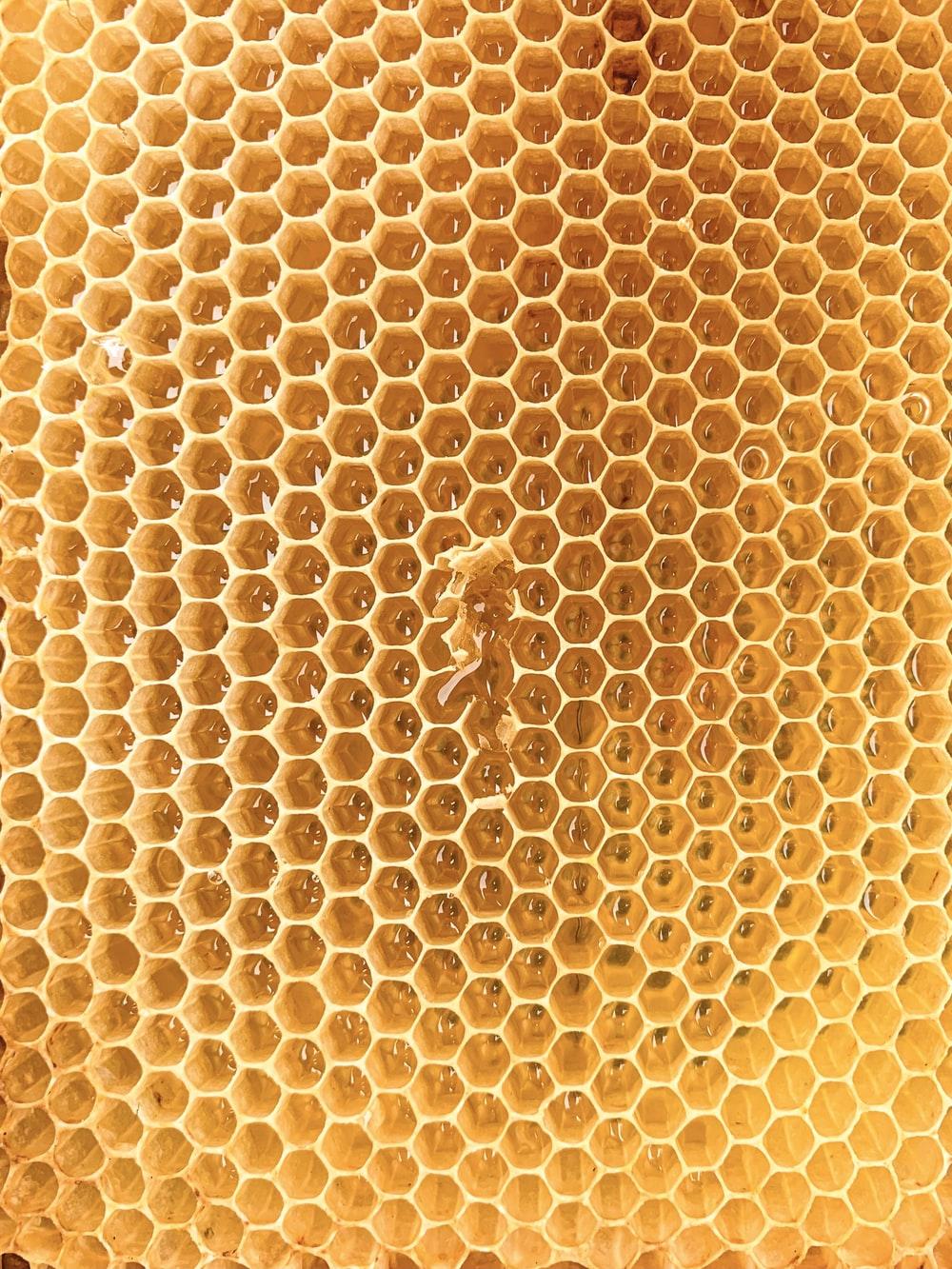 1000x1333 Honeycomb Picture. Download Free Image