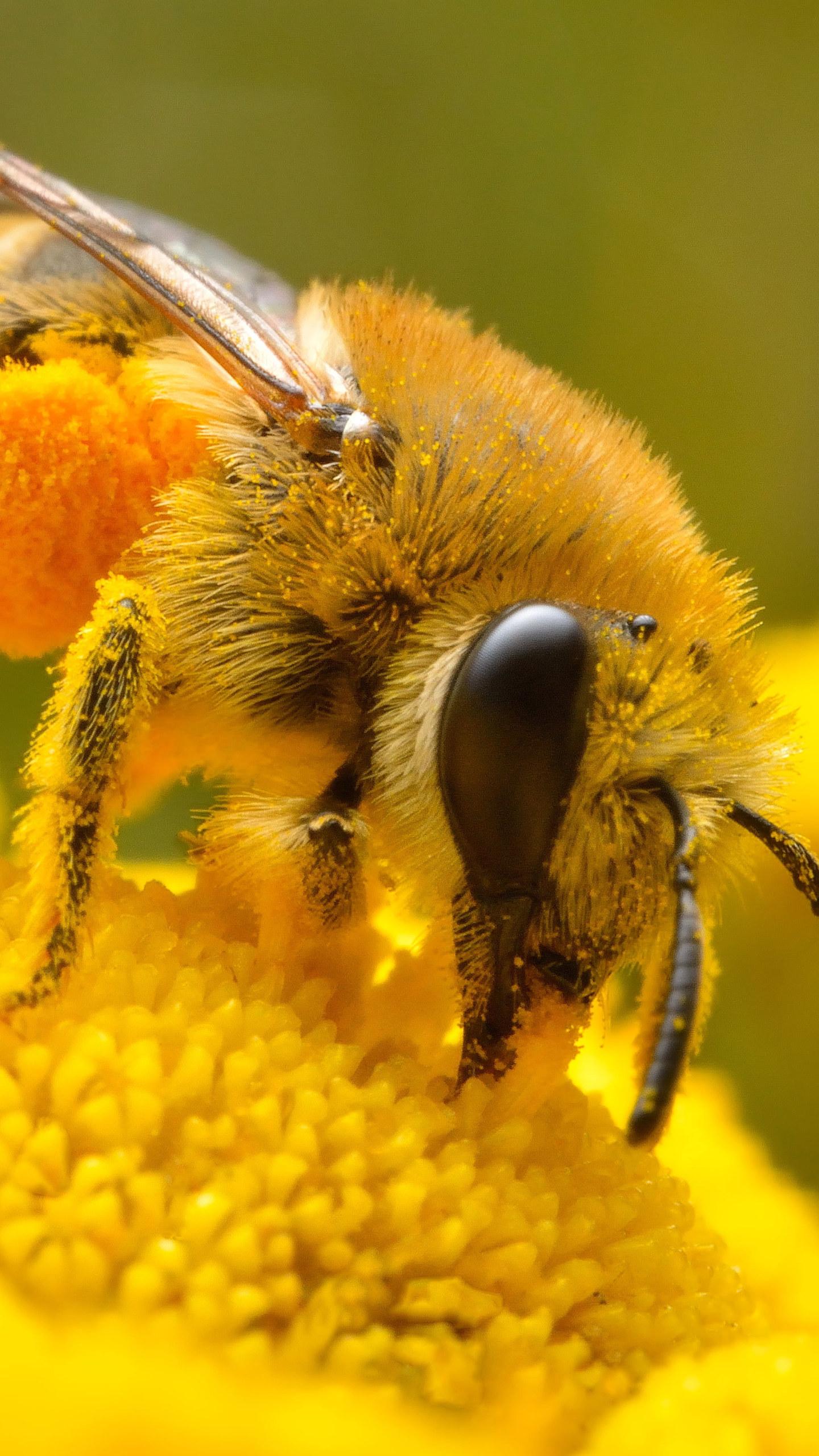 1440x2560 Micro photo of Honey bee perched on yellow petaled flower, insect wallpaper • Wallpaper For You HD Wallpaper For Desktop & Mobile