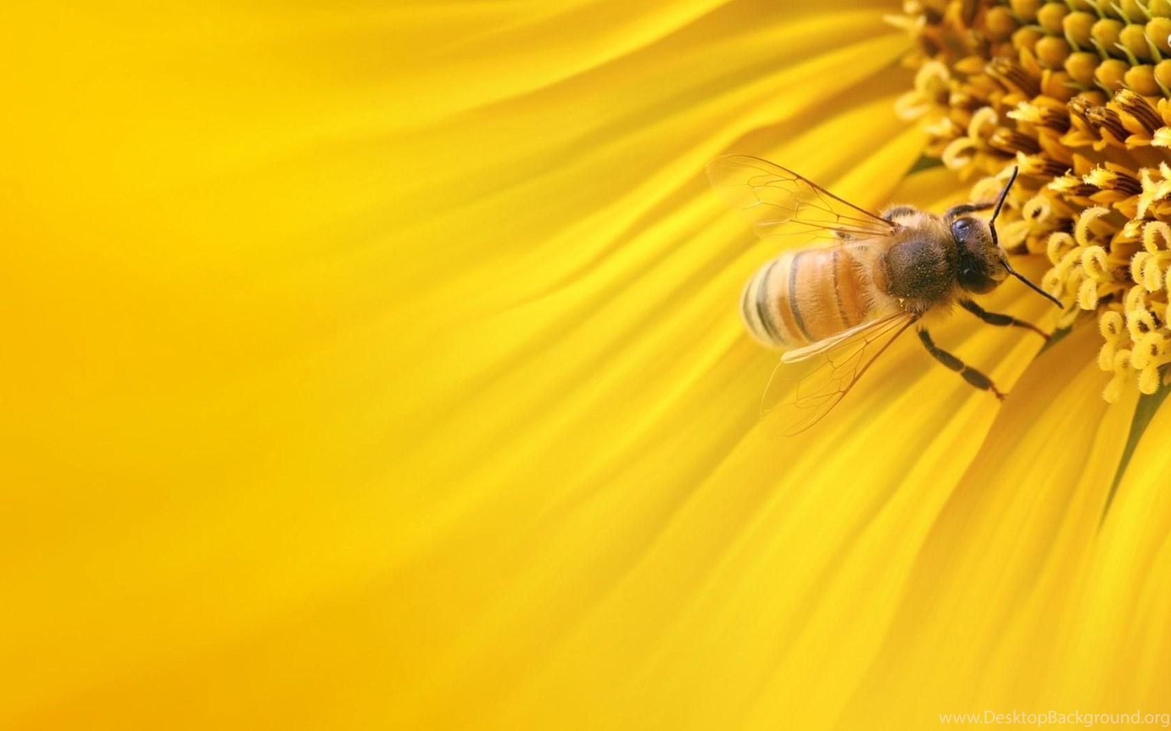 1680x1050 Honey Bee In Yellow Sunflower Wallpaper Desktop Background