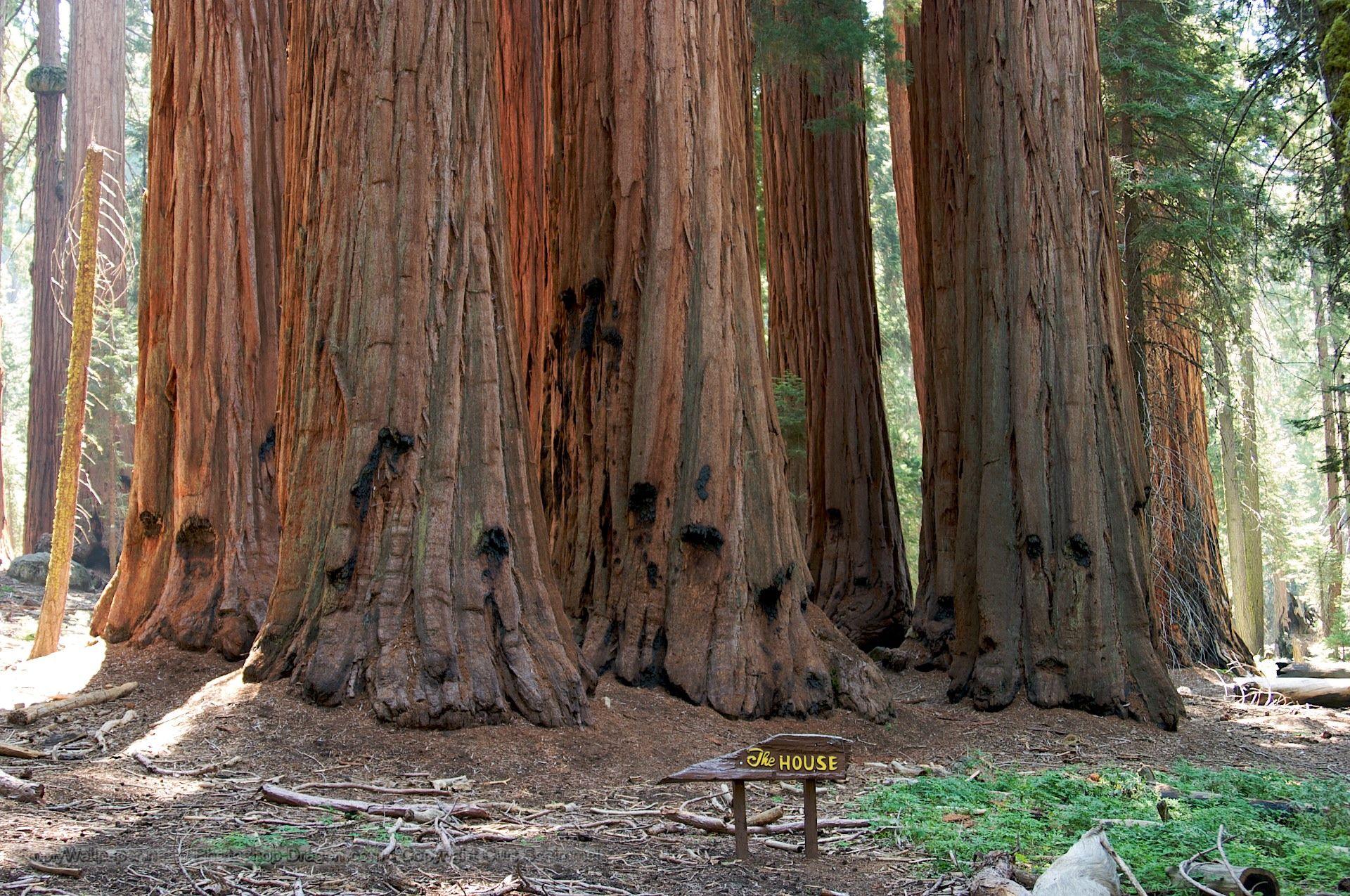 1920x1275 The House at Sequoia National Park Desktop Wallpaper