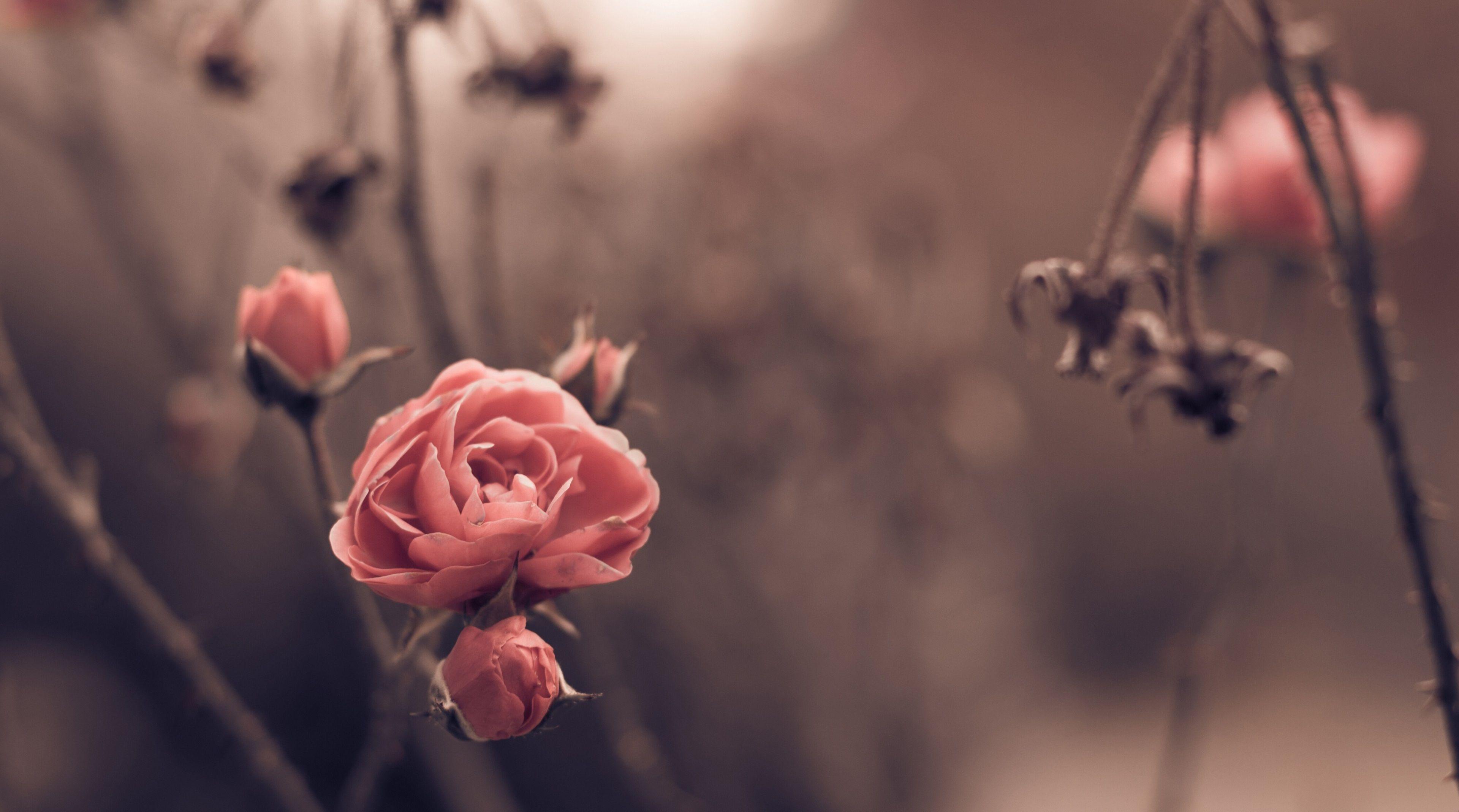 3840x2138 Vintage Autumn Flowers Desktop Wallpaper, HD Vintage Autumn Flowers Desktop Background