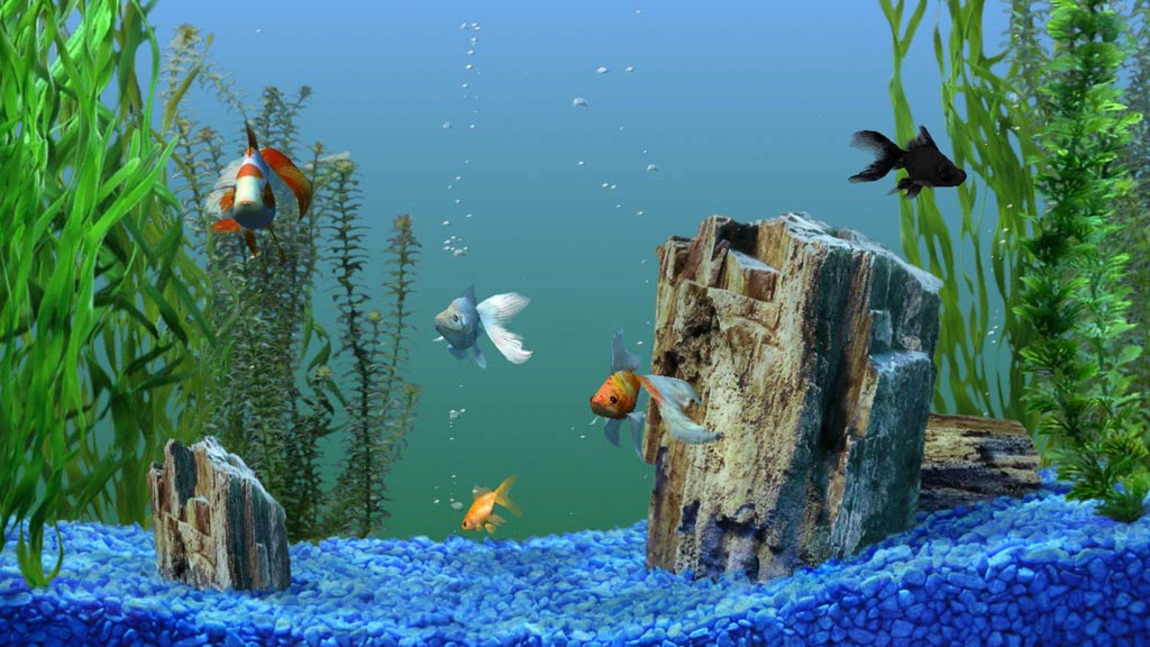 4k aquarium screensaver free download