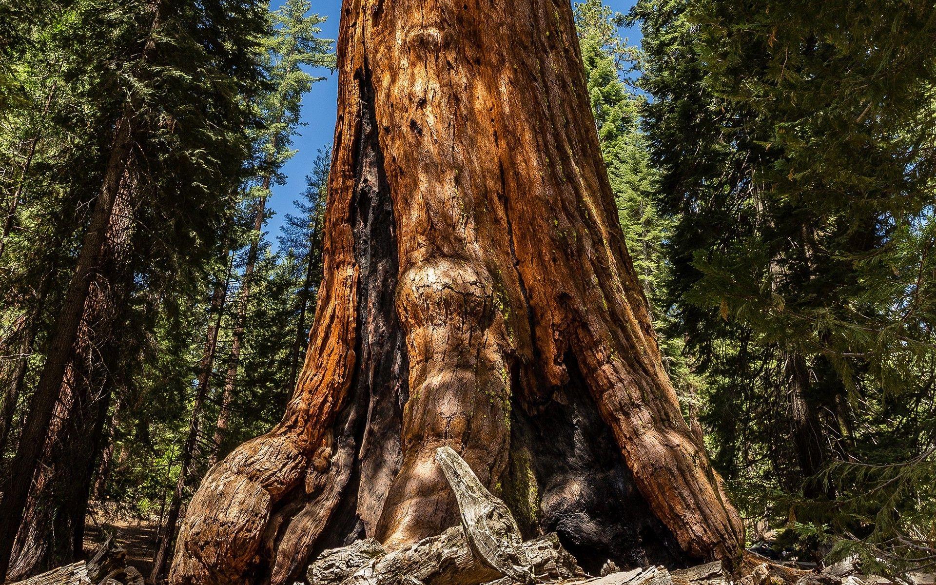 1920x1200 redwood plants nature trees wallpaper and background