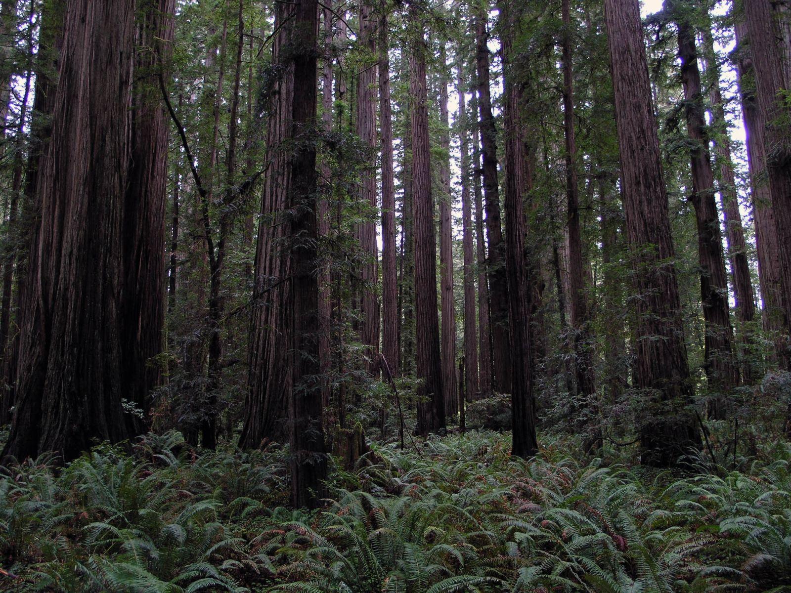 1600x1200 Redwoods